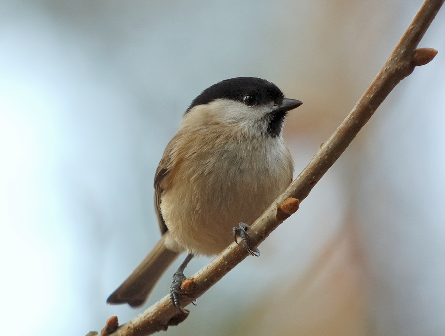 Weidenmeise ( poecile montana )
