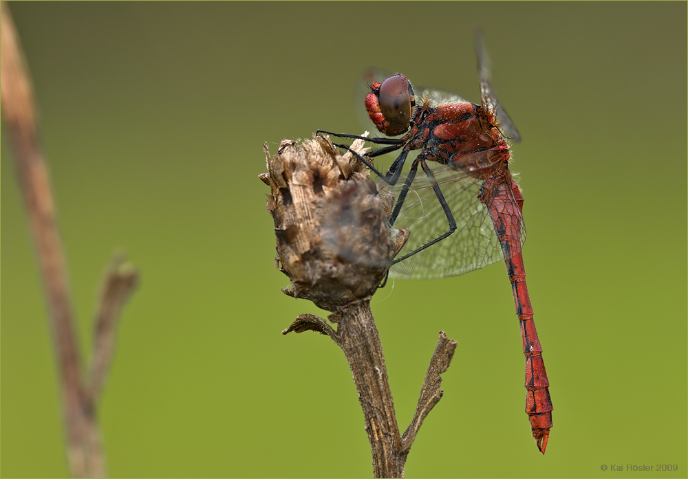 Blutrote Heidelibelle