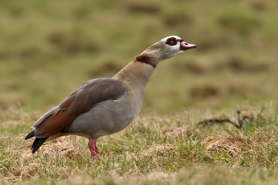 Nilgans (Alopochen aegyptiacus)