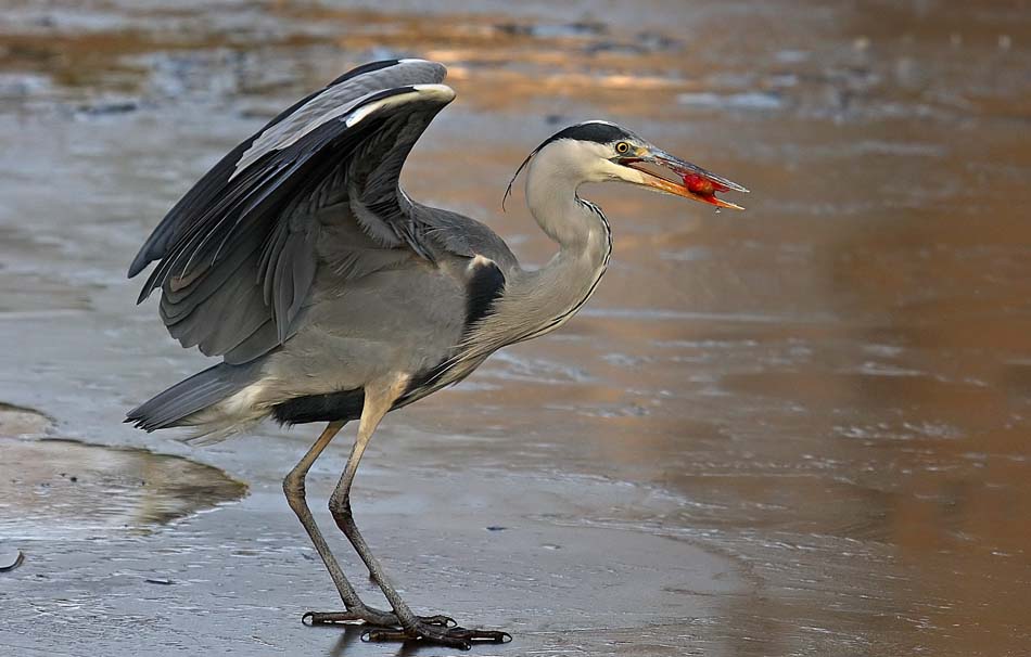 Fischgericht