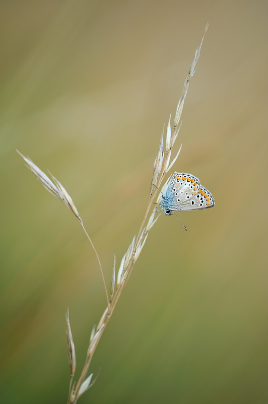 polyommatus agestis