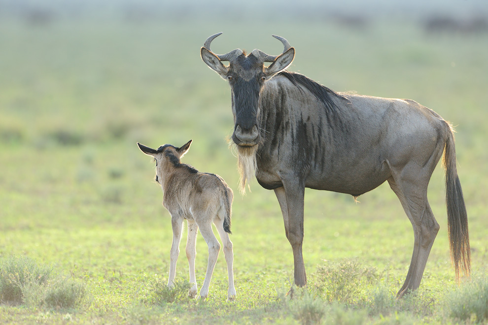 Gnu mit Kalb