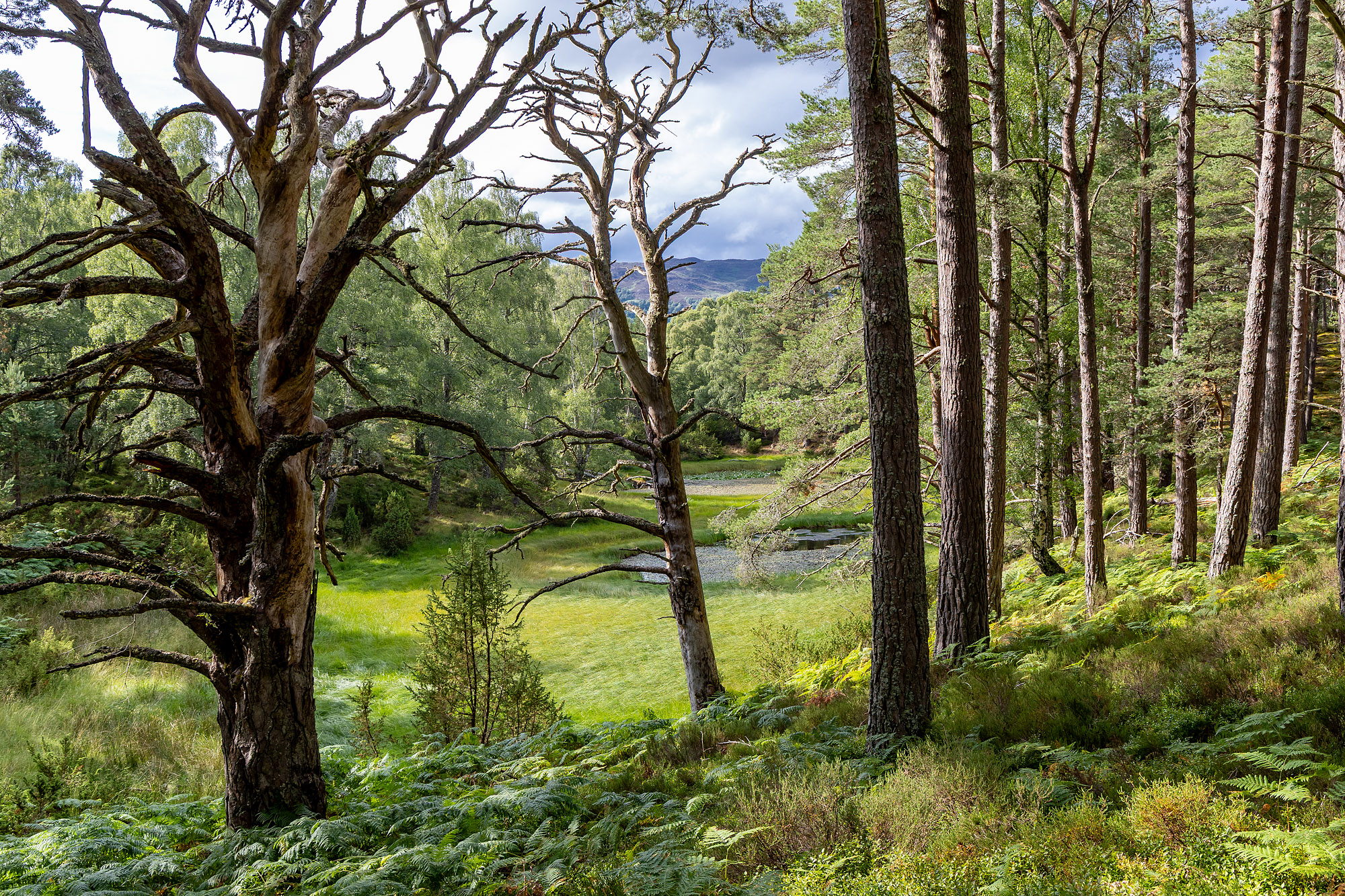 Im Abernethy Forest