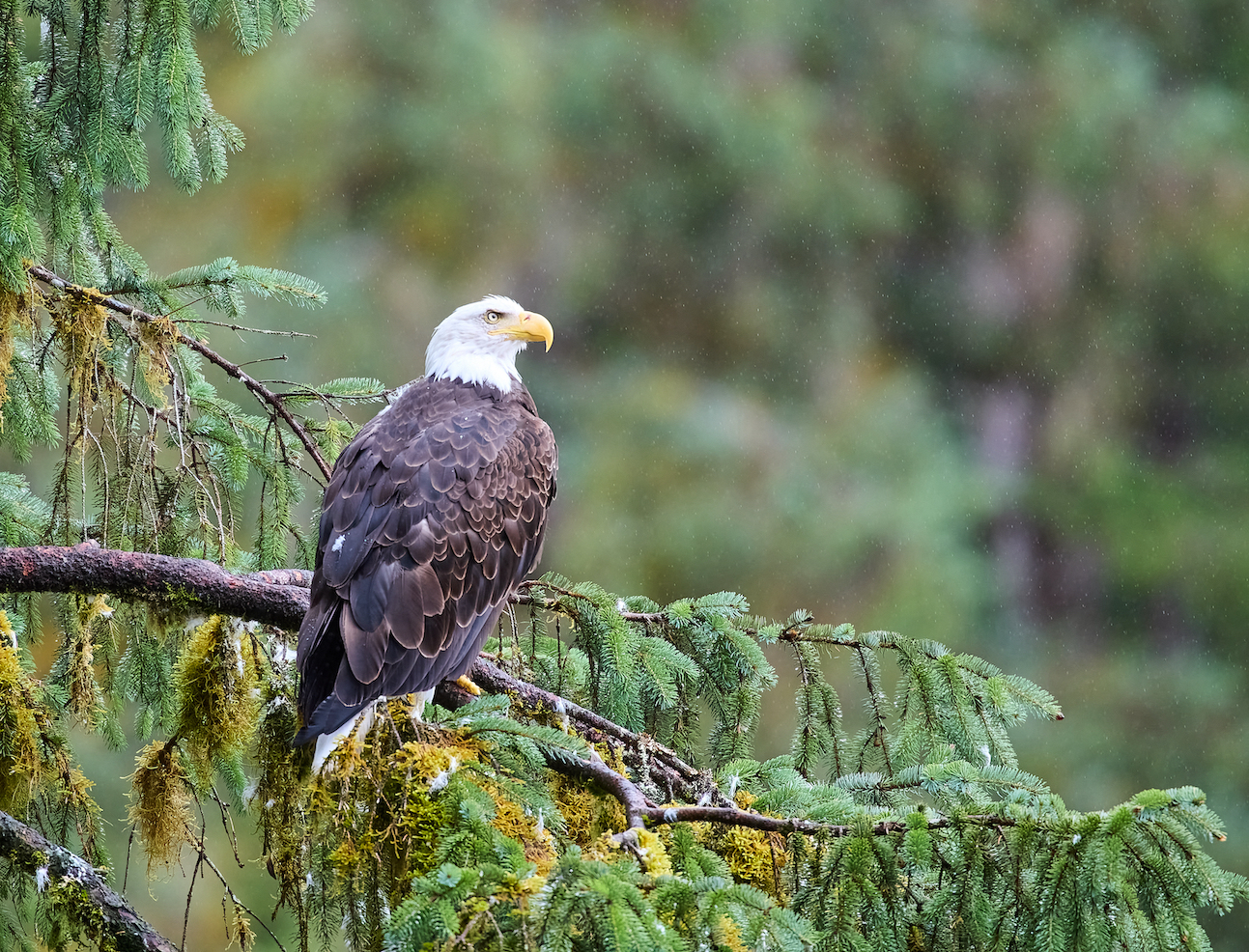 Weißkopfseeadler im Nieselregen Alaskas