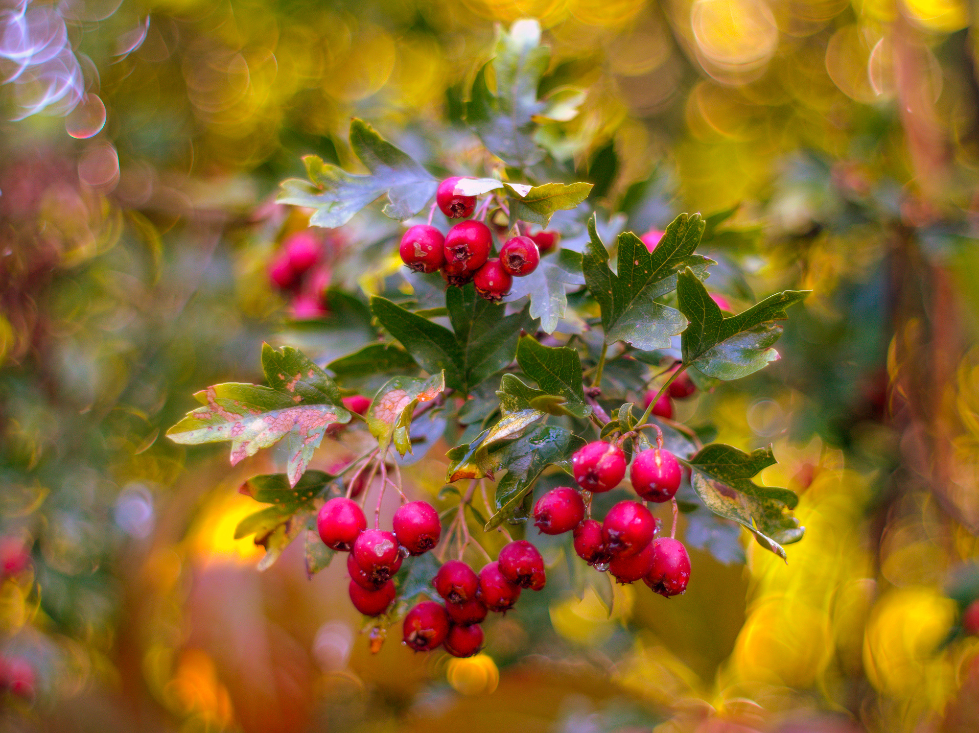 Beeren