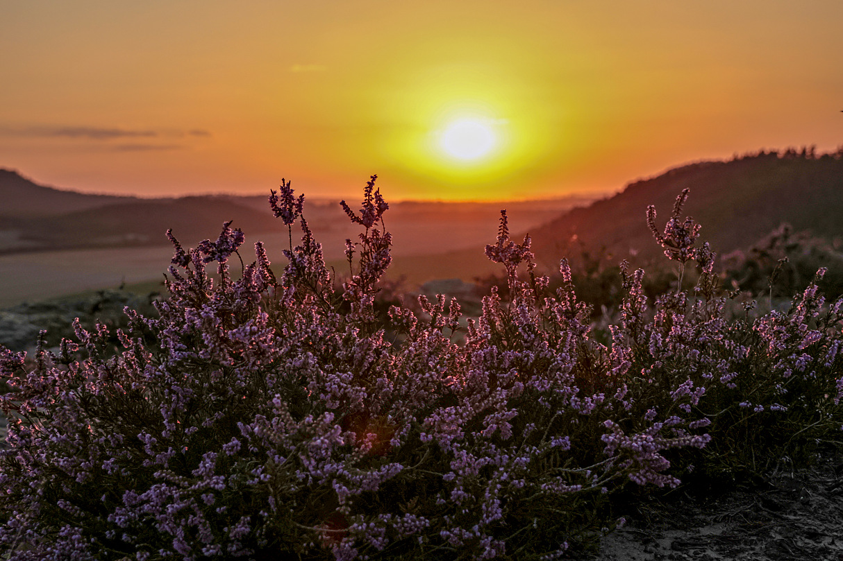 Heide im Harz