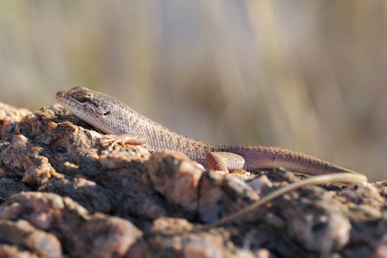 Skink aus der Wüste