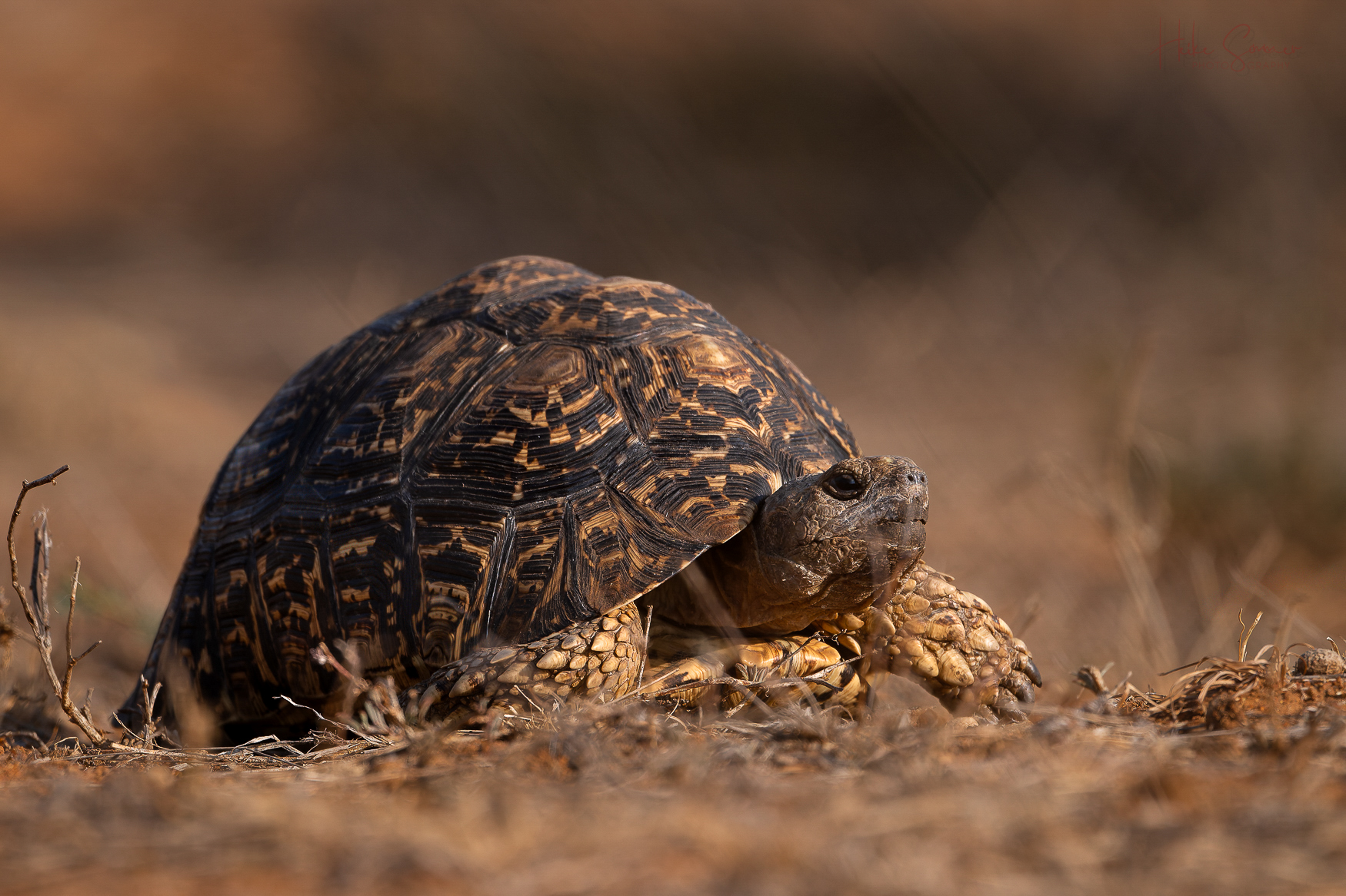 Pantherschildkröte