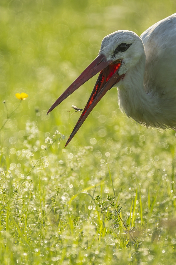 "...lecker Heuschrecke..."