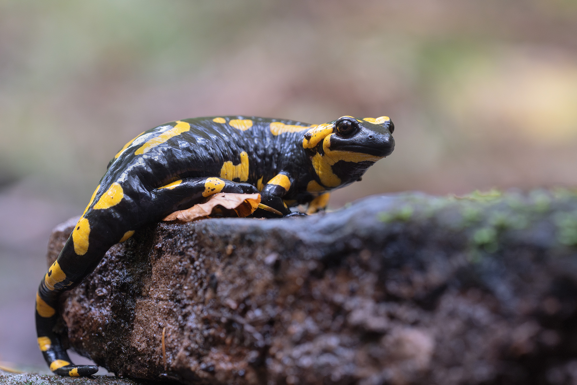 Feuersalamander