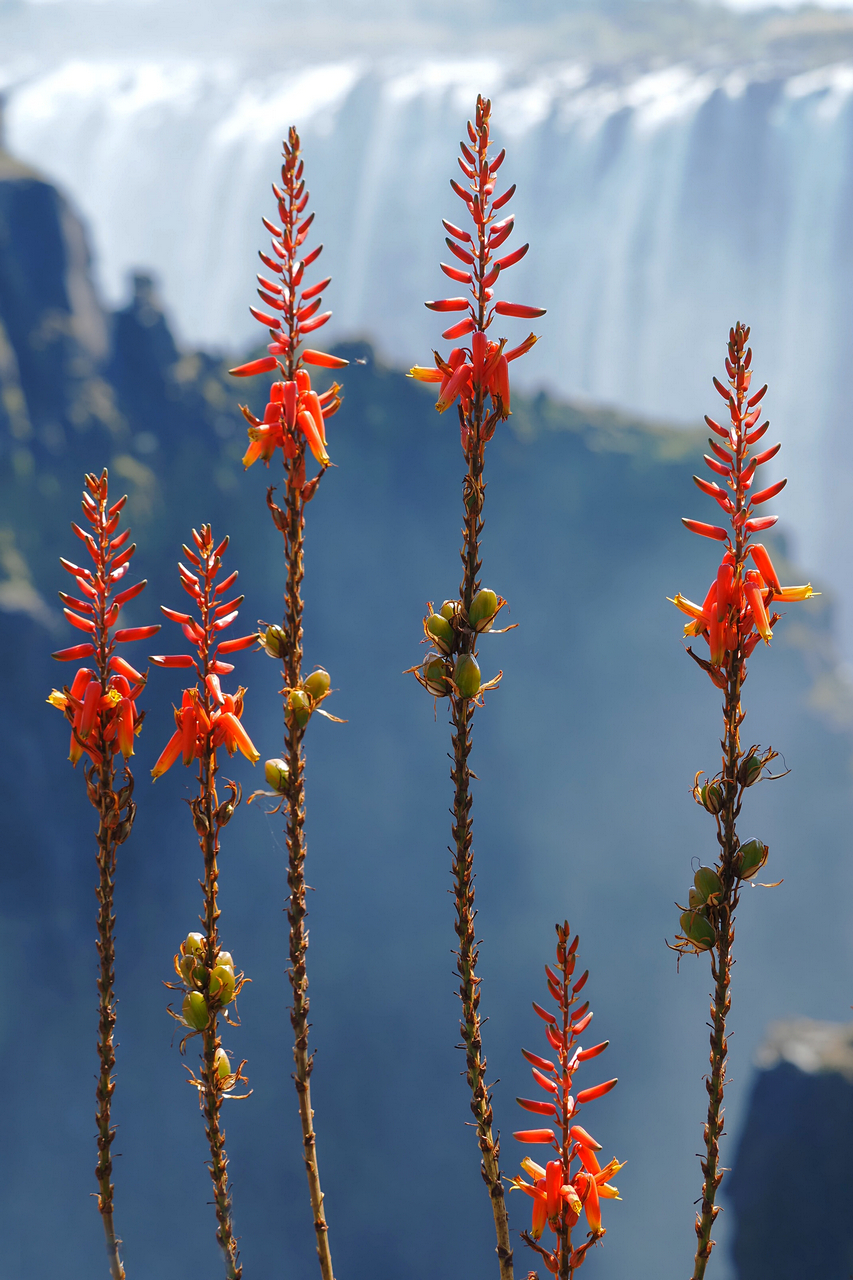 ~Victoria Aloe~