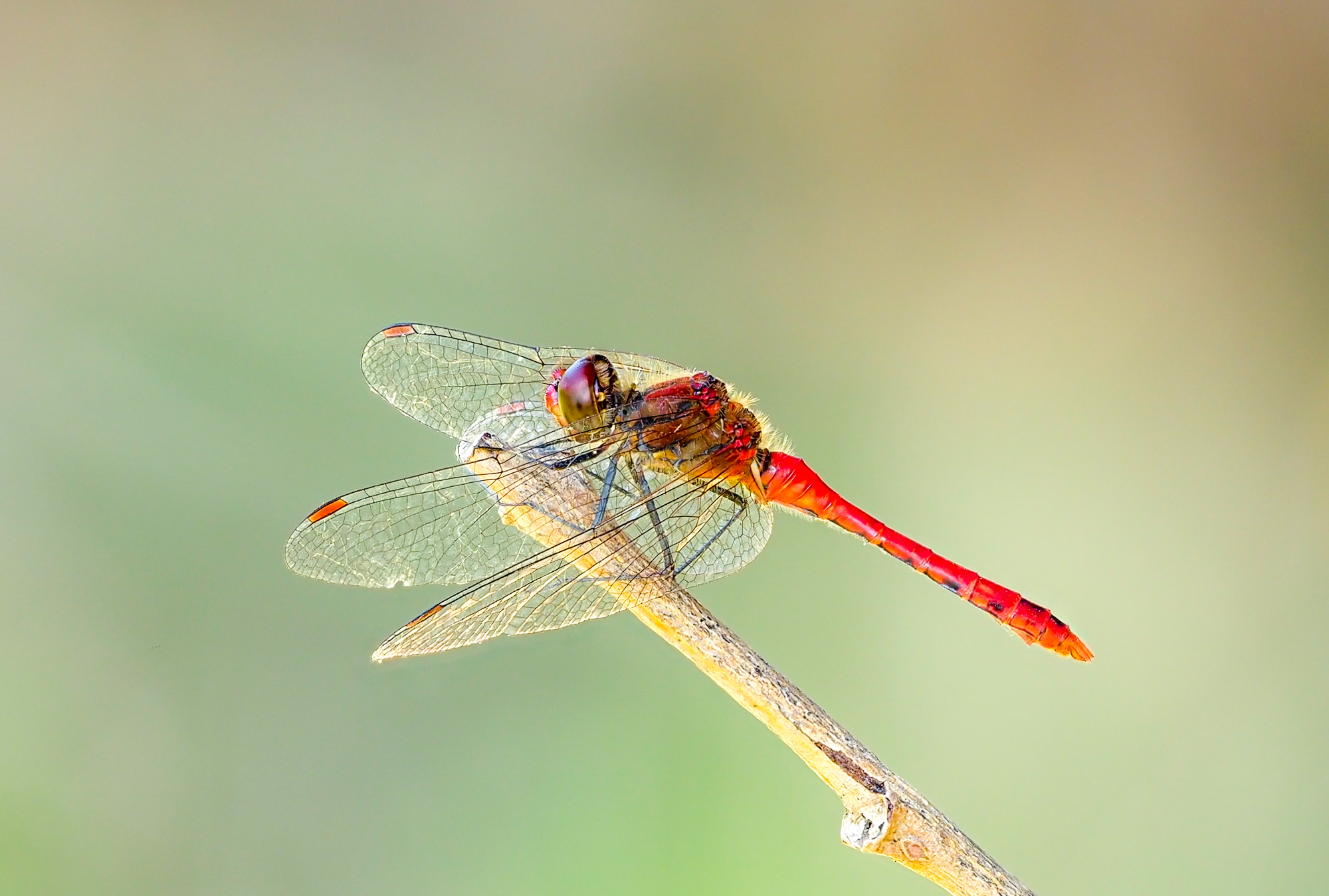 Heidelibelle
