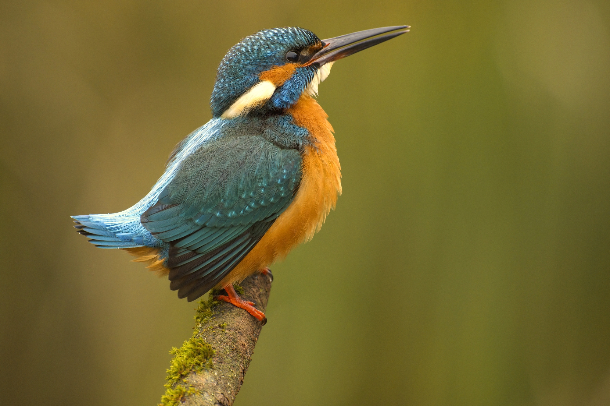 Eisvogel