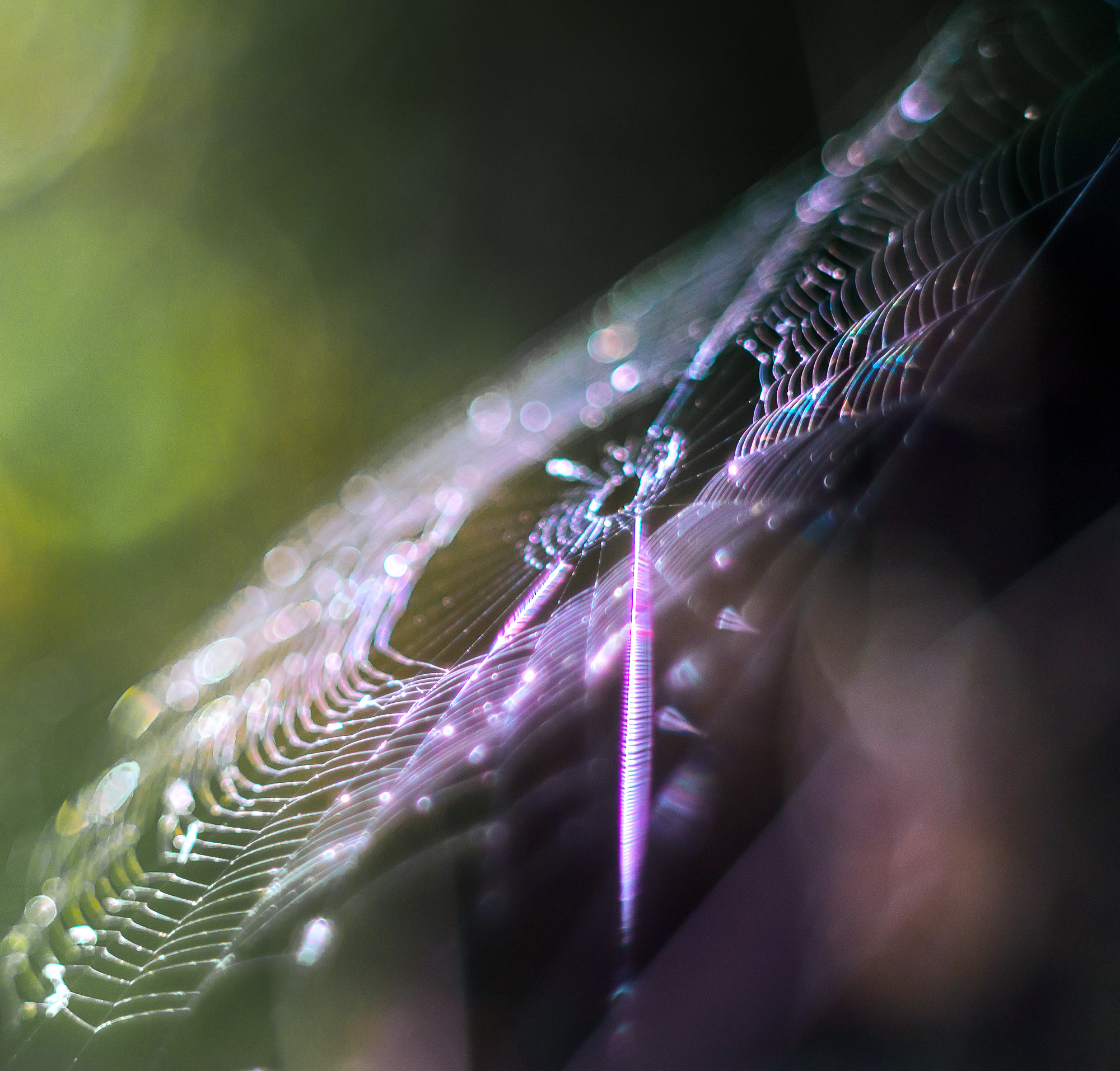 Das Netz