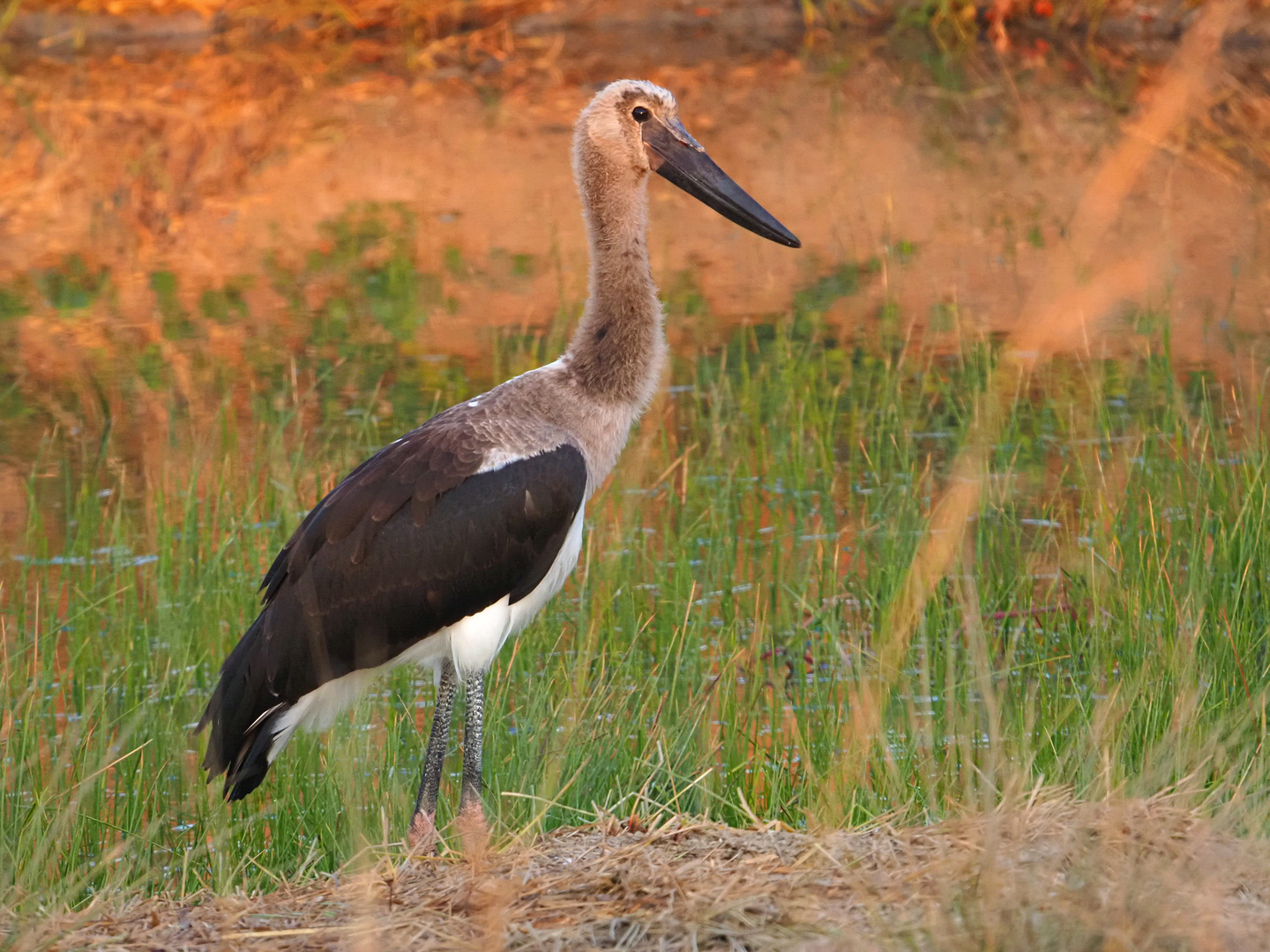 das ist ein  Jungvogel-Sattelstorch