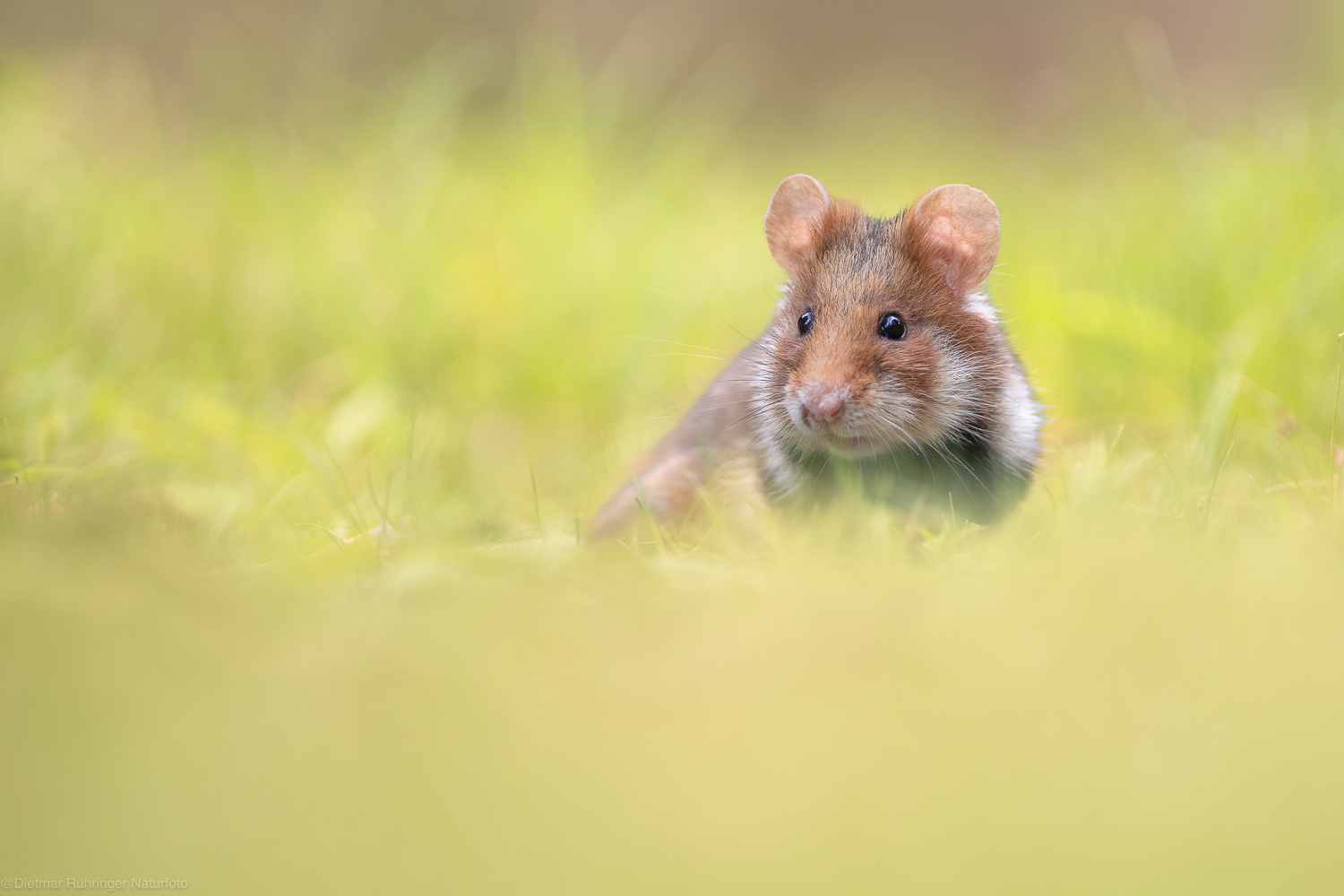 Ein kleiner Beobachter im Gras