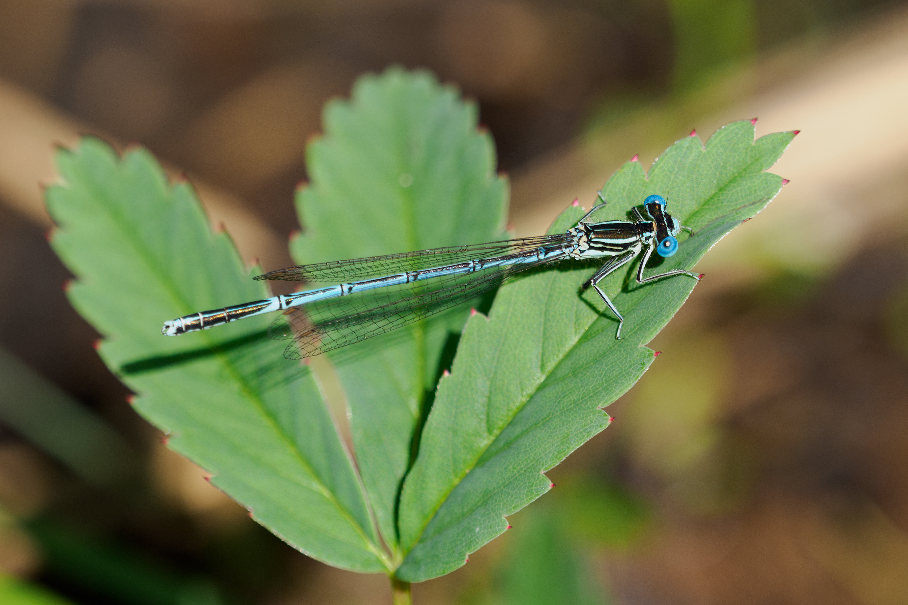 36a: Blaue Federlibelle (Männchen)