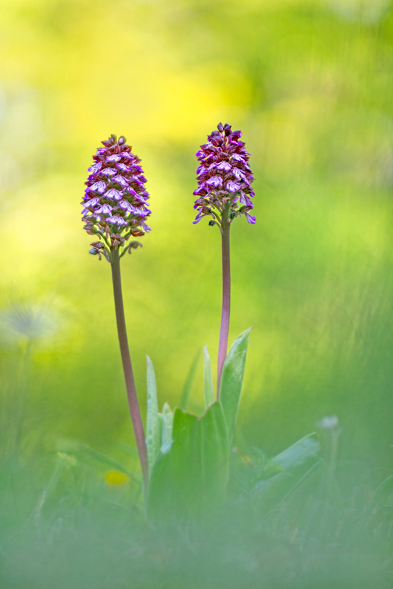 Im Orchideenwald