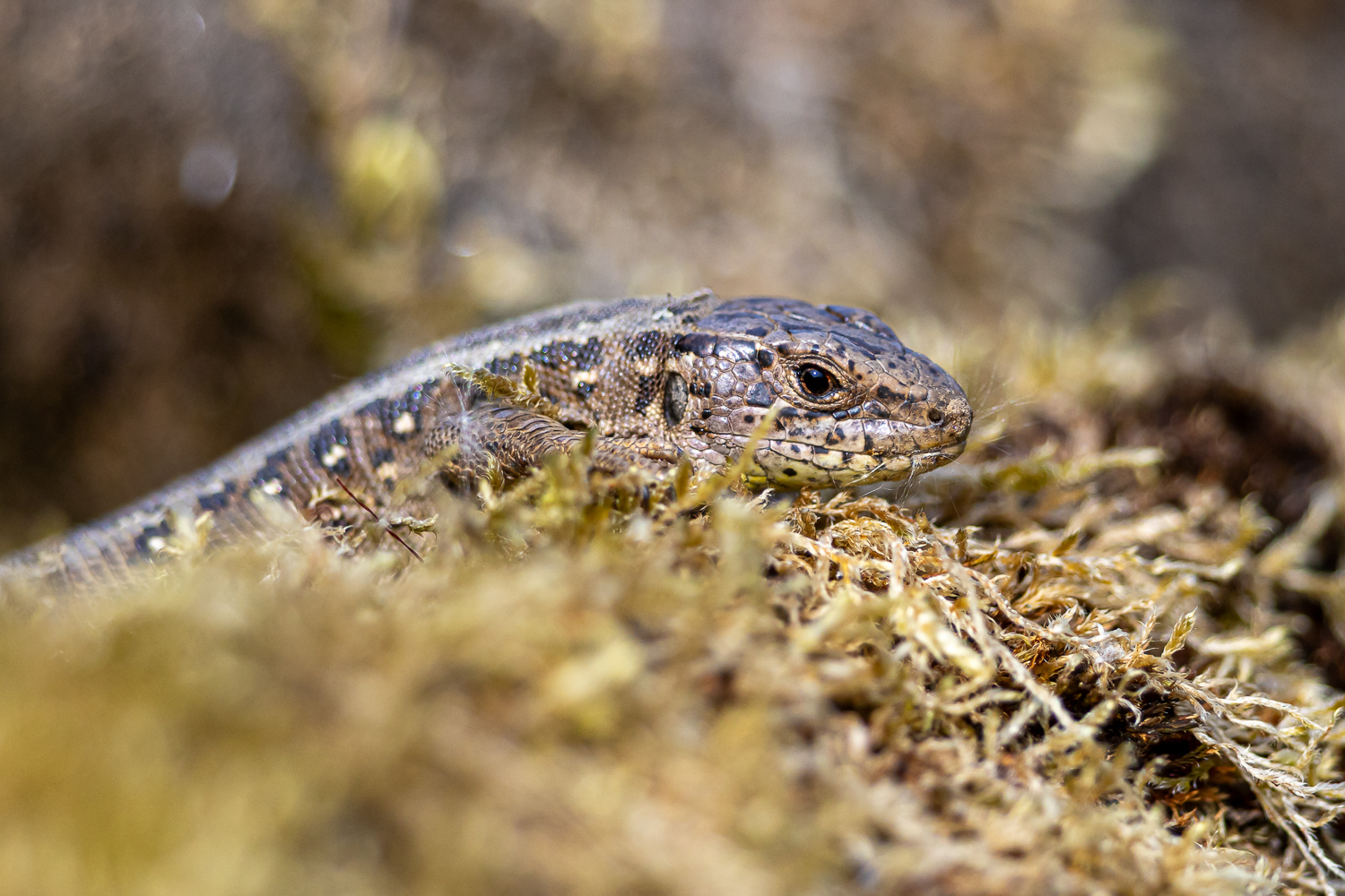 Close-up I