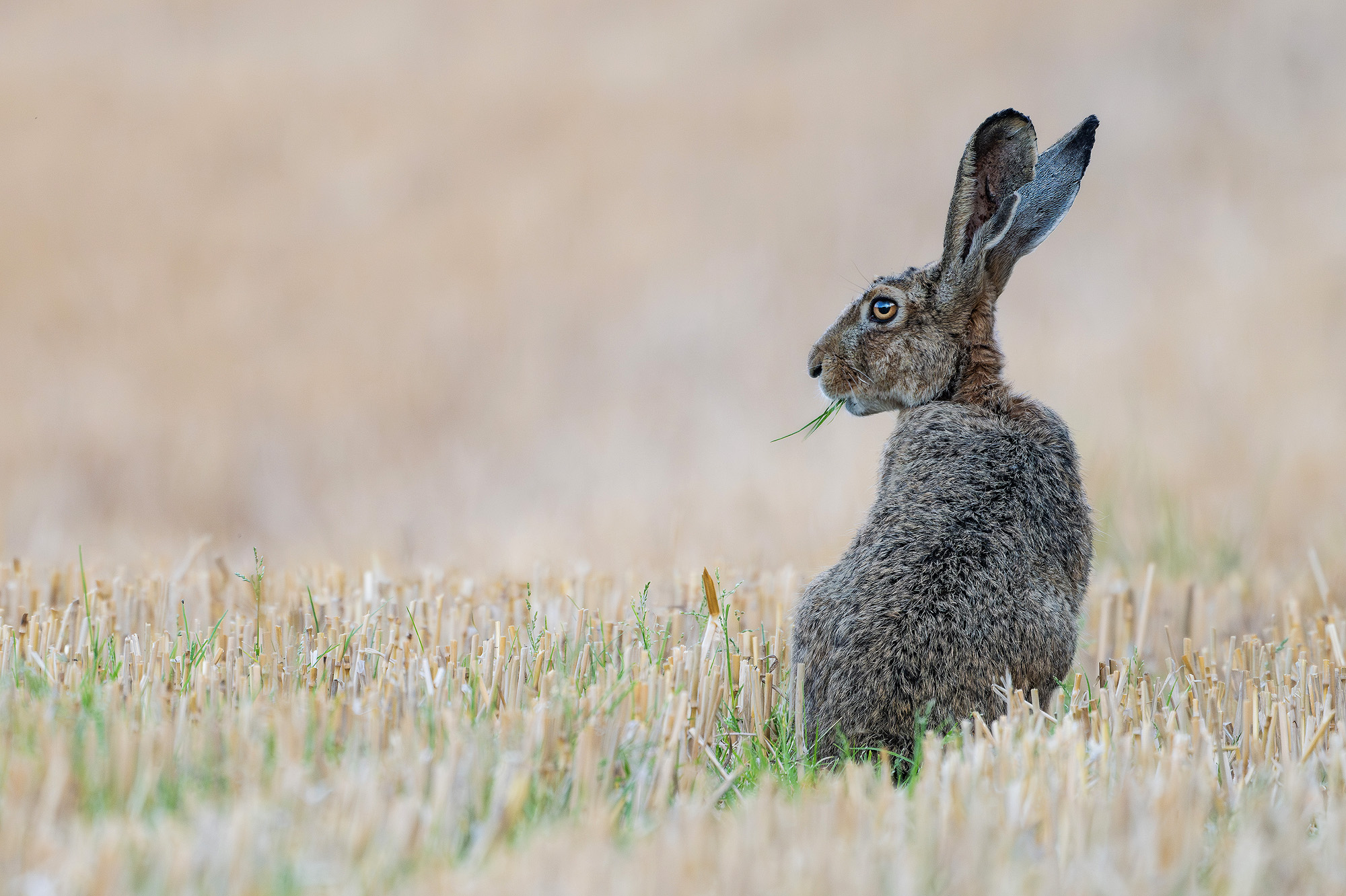 Stoppelhase