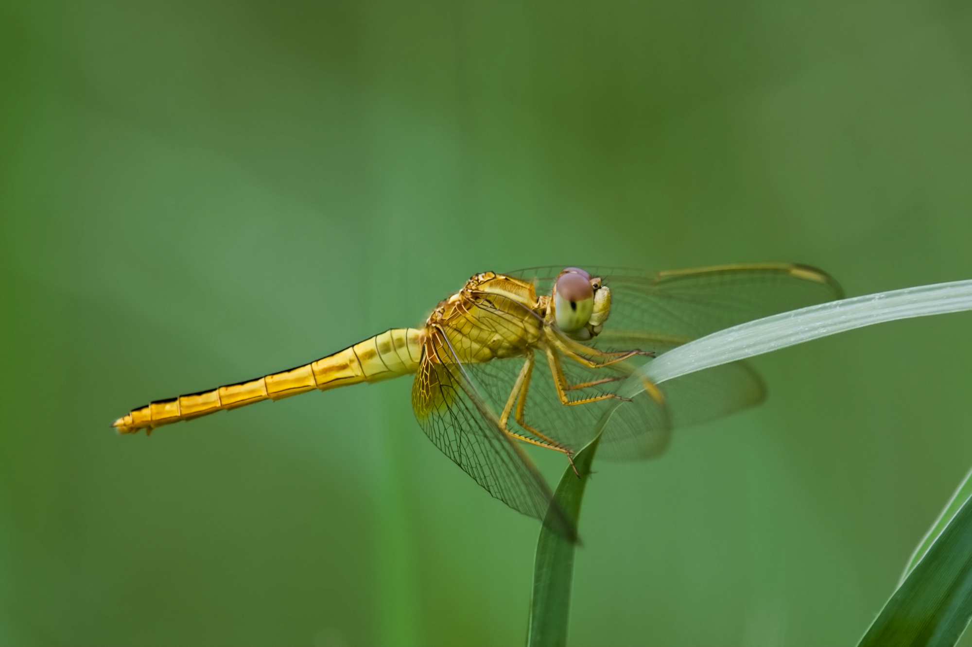 Libelle