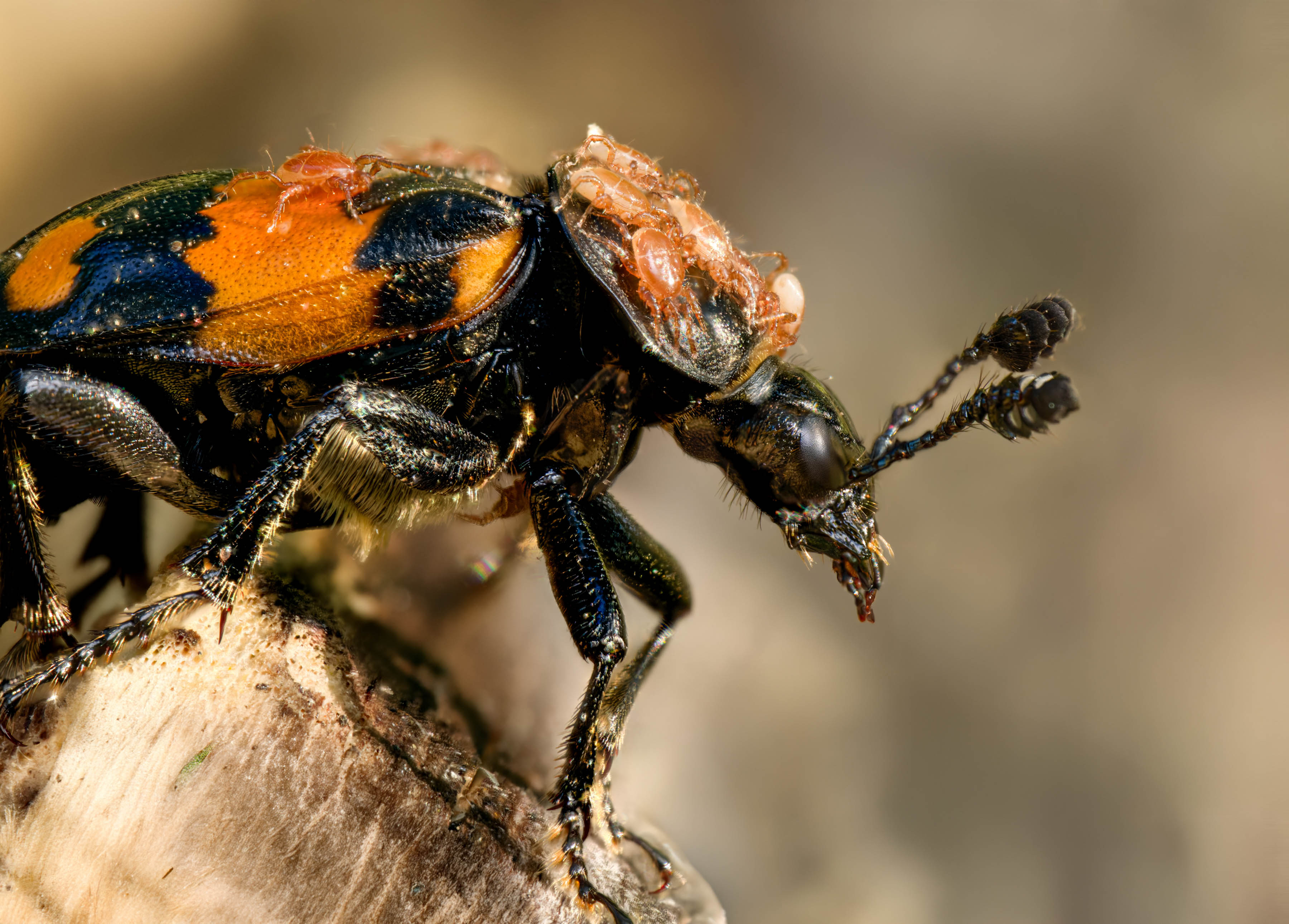 Schwarzhörniger Totengräber mit Fluggästen