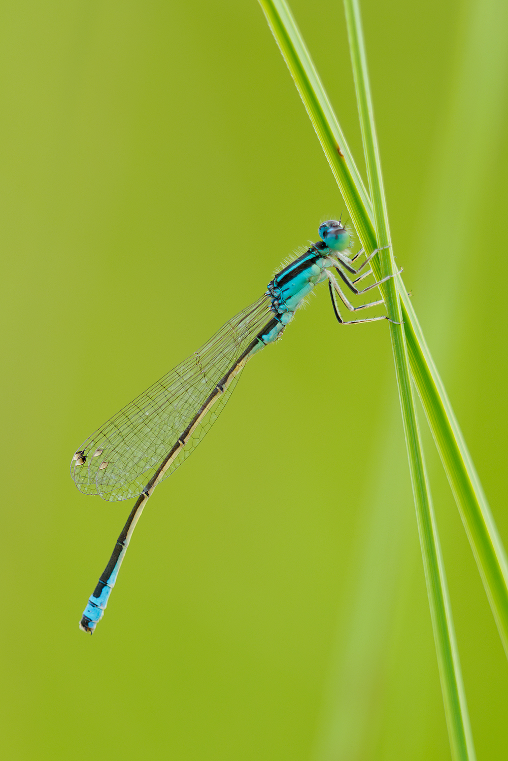 38b: Kleine Pechlibelle (Männchen)