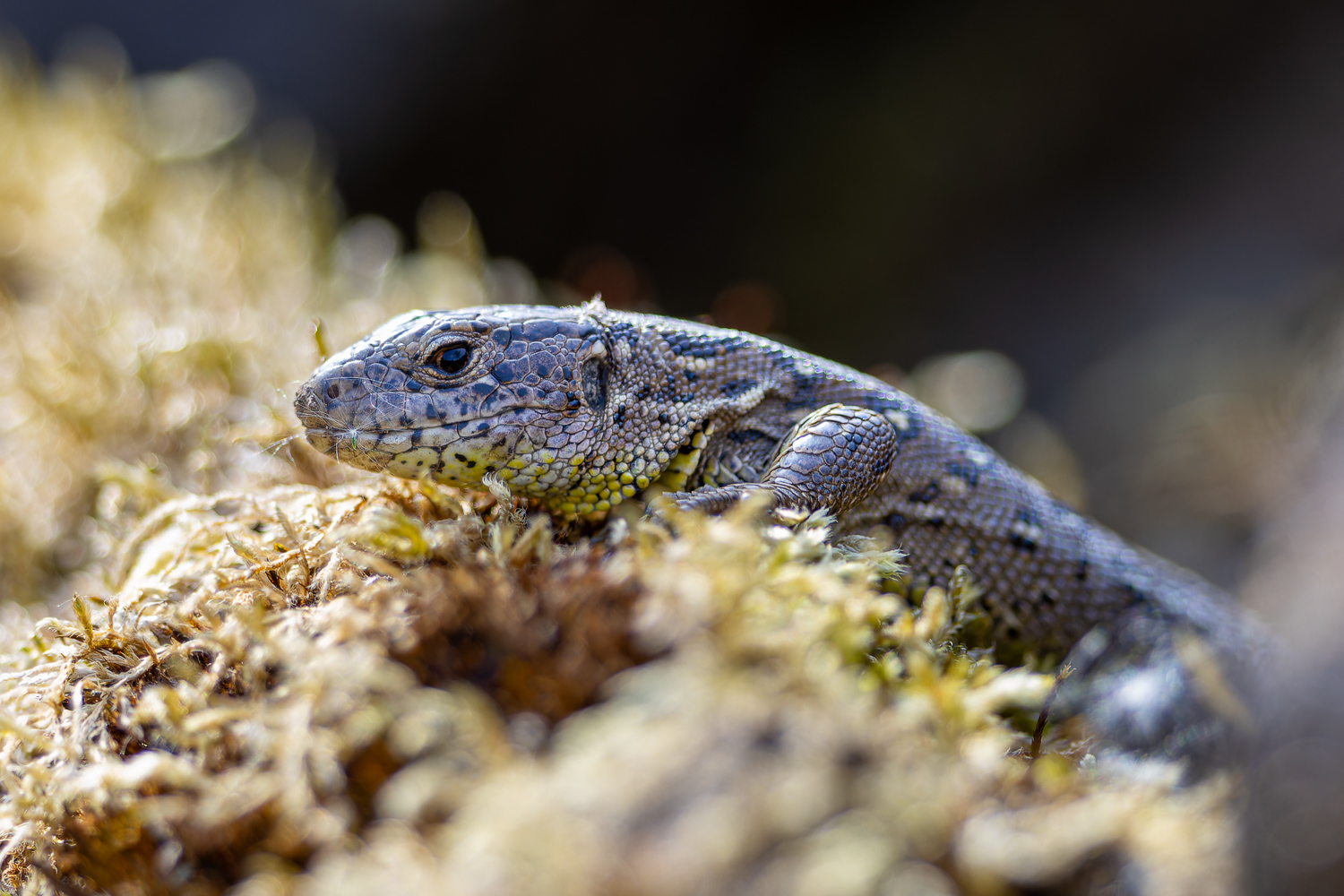 Close-up II