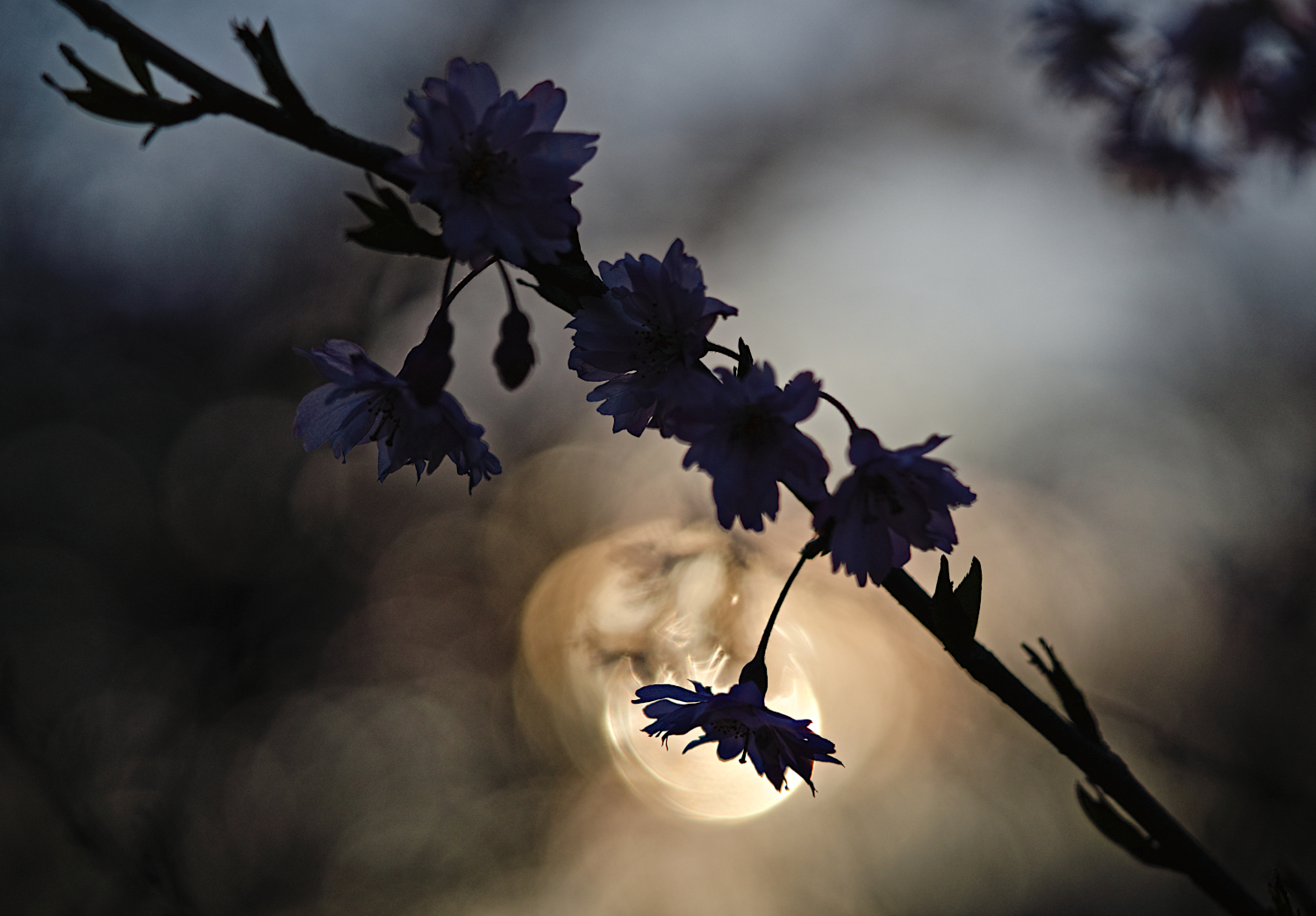 Japanische Kirschblüten im Sonnenuntergang