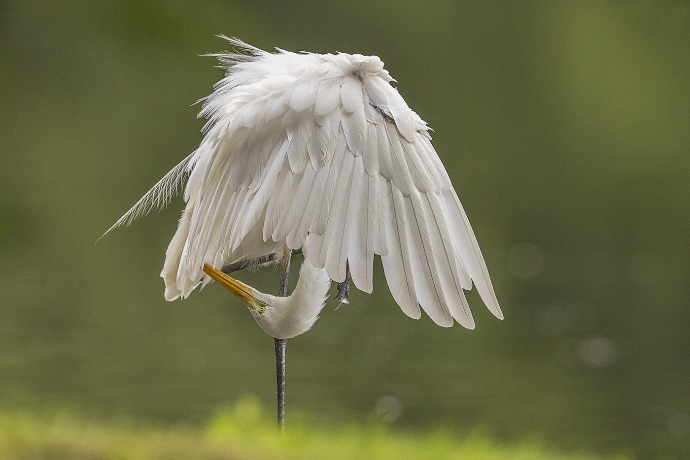 Silberreiher – Ardea alba