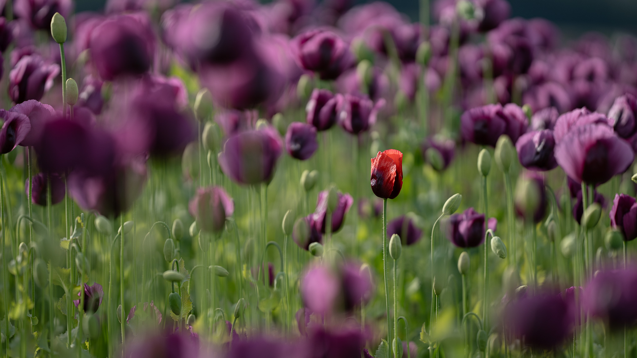 Einzelkämpferin  in Rot
