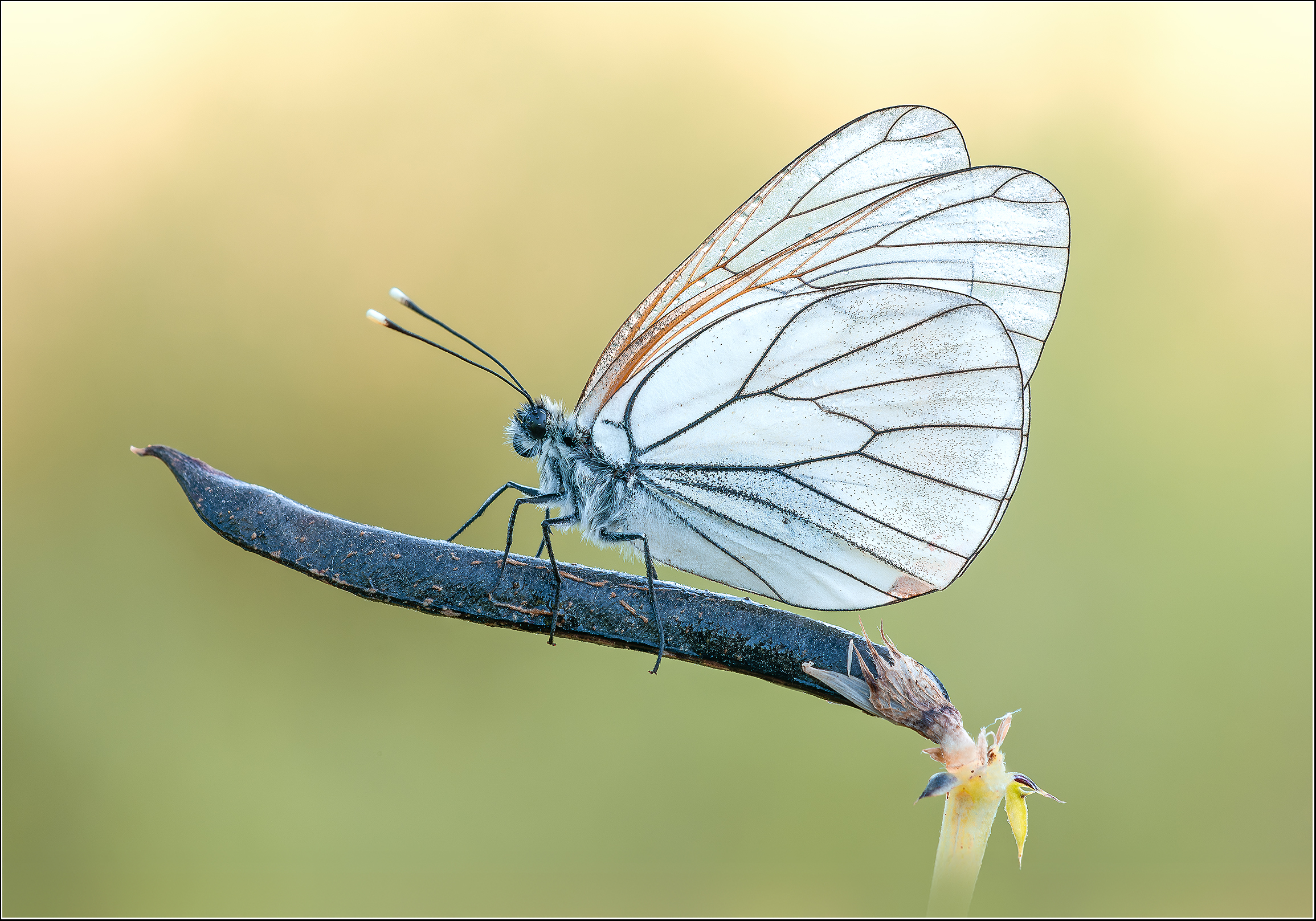 "Aporia crataegi"