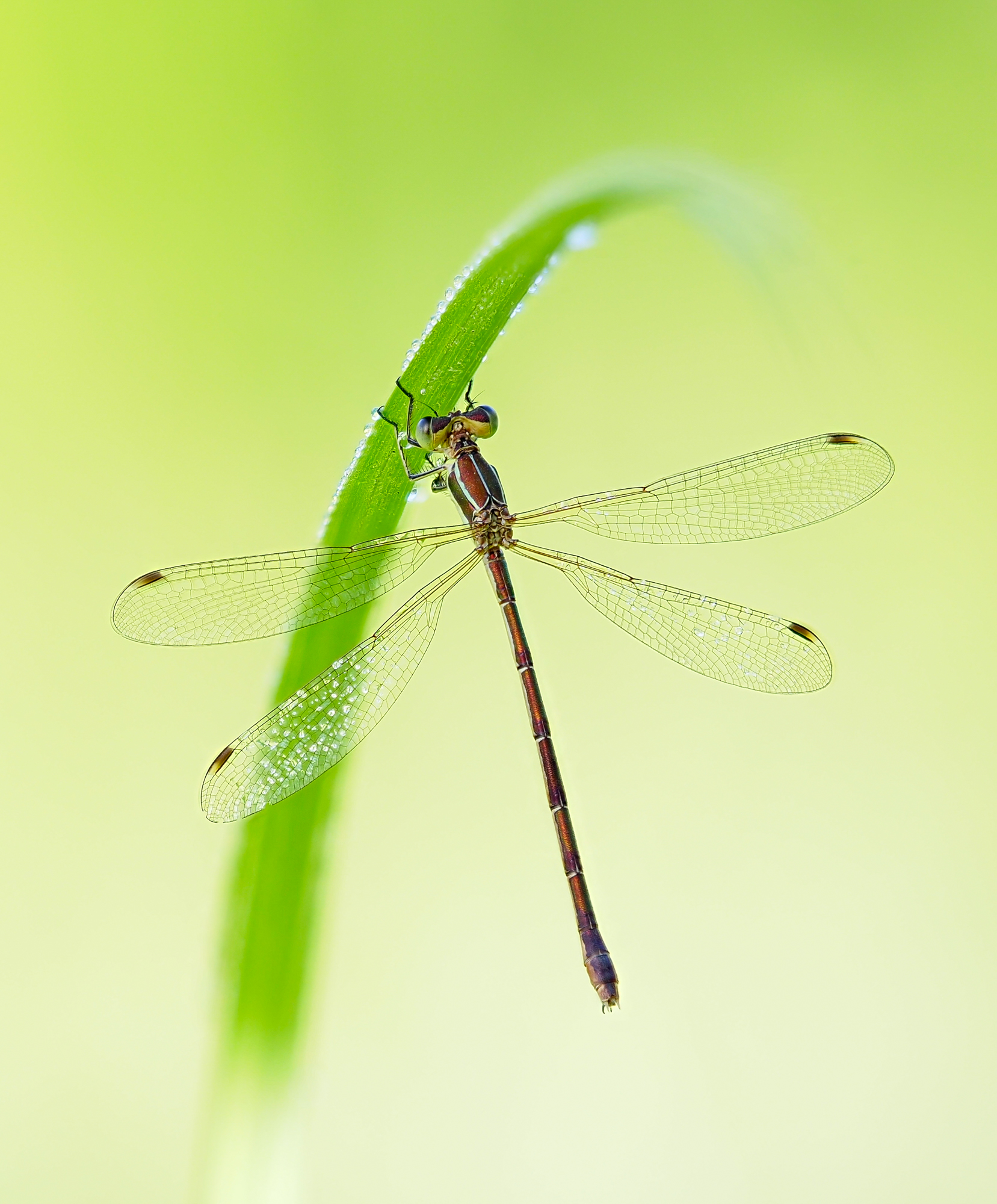 Südlichen Binsenjungfer (Lestes barbarus)