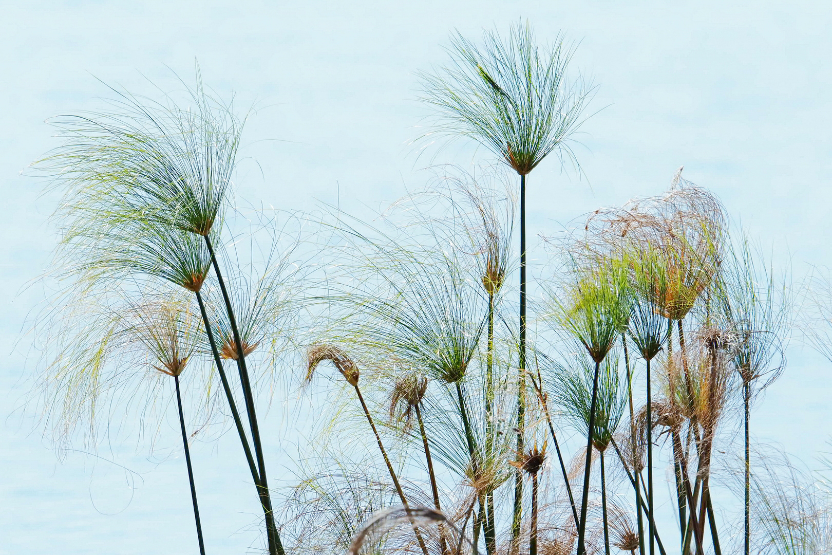 Echter  Papyrus, Cyperus papyrus