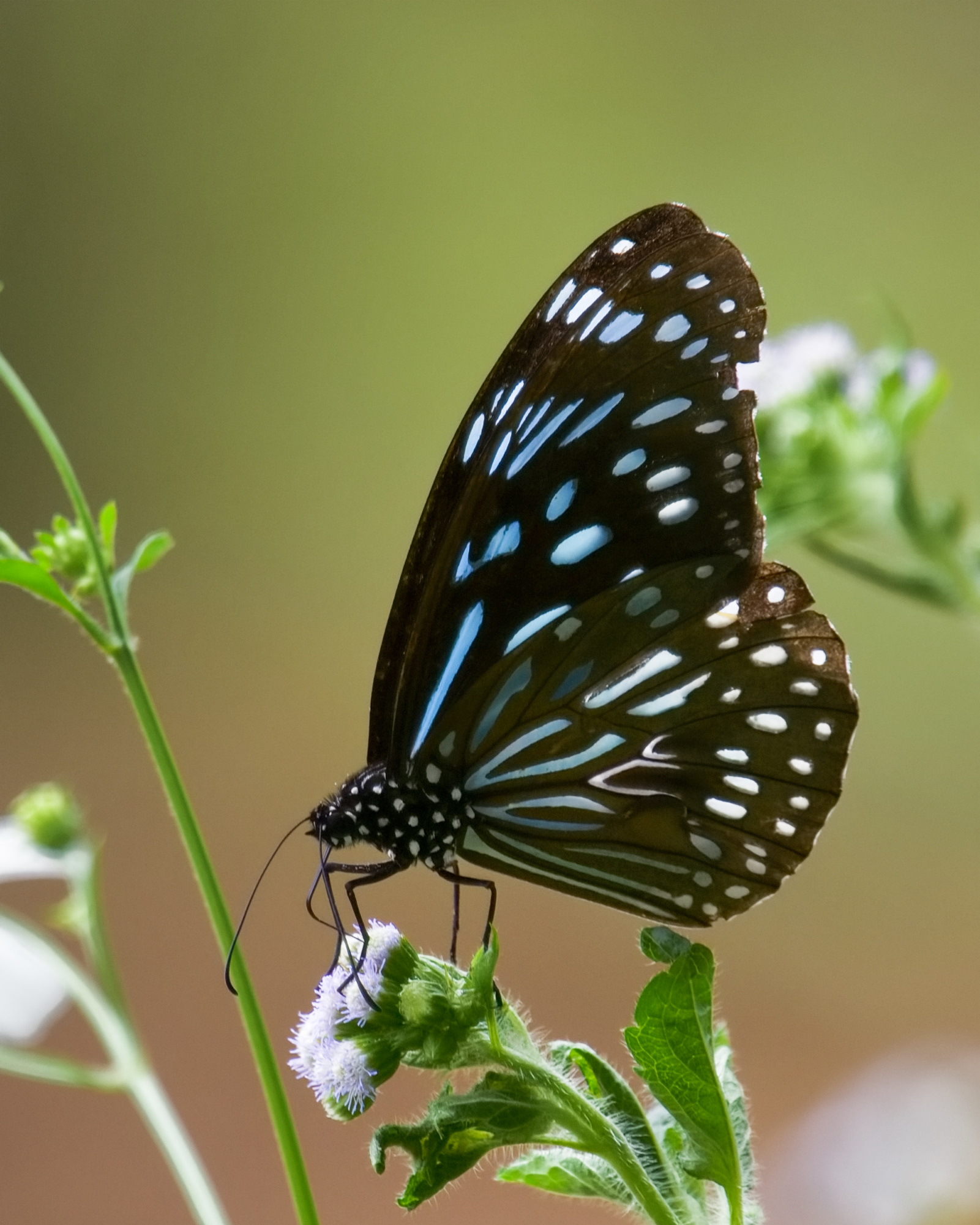 Schmetterling