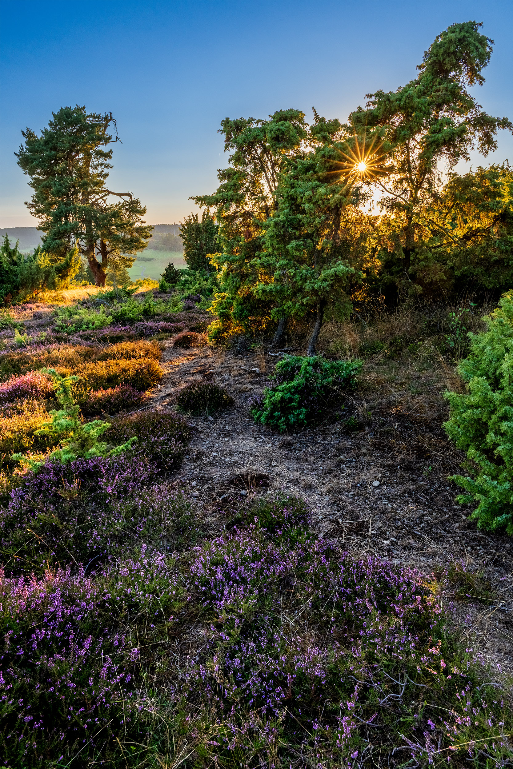 Wacholderheide im Sonnenuntergang