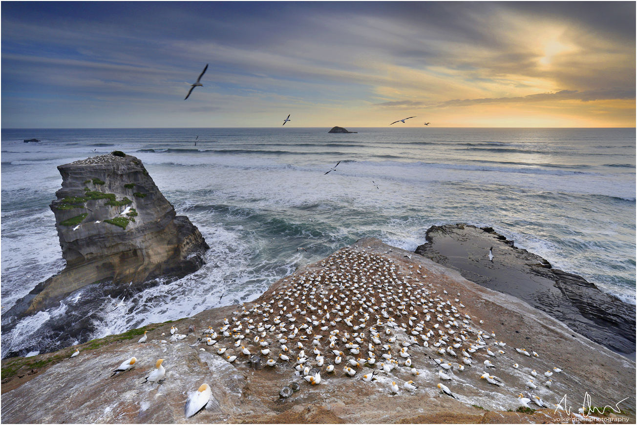 Gannet Colony
