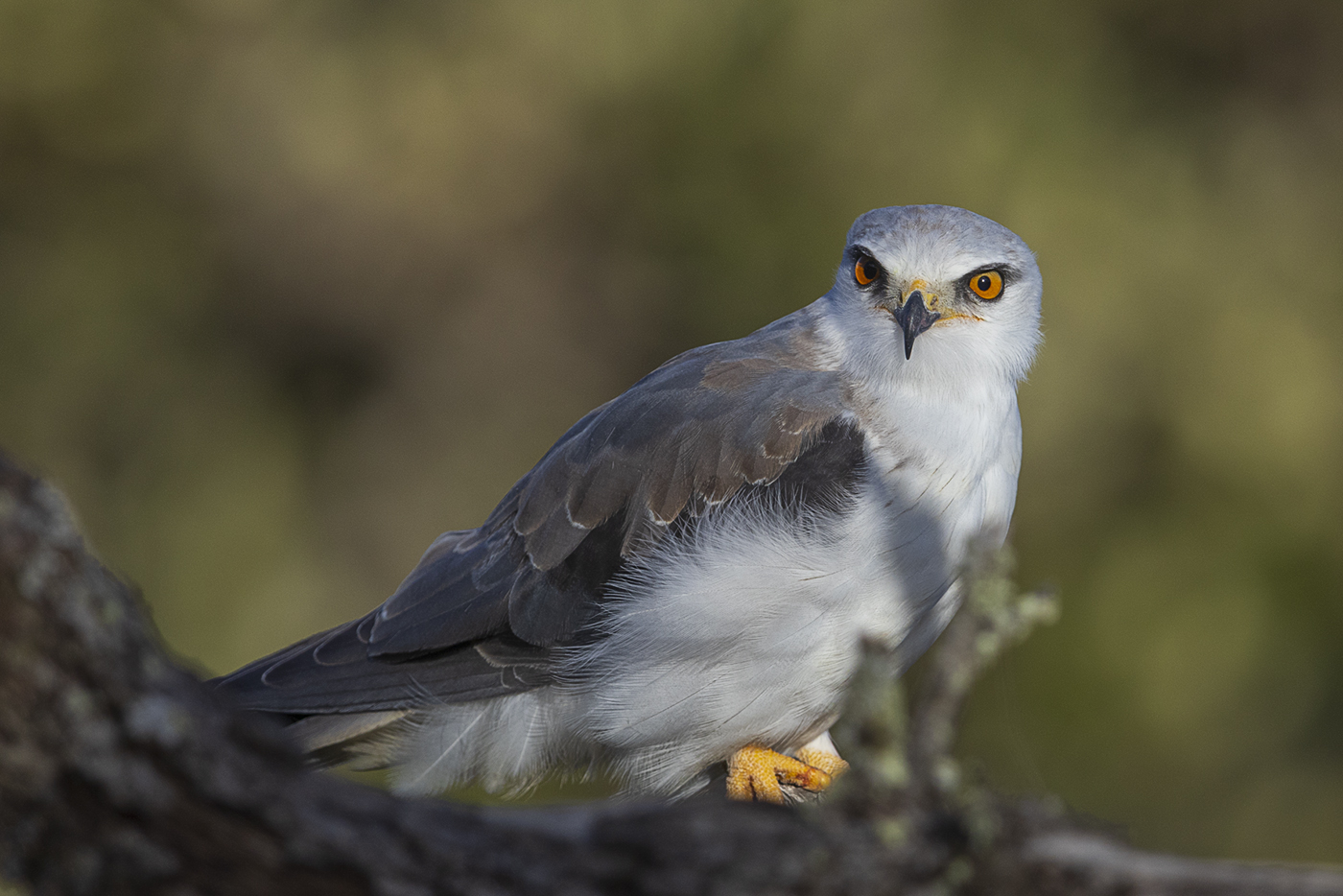 Gleitaar – Elanus caeruleus