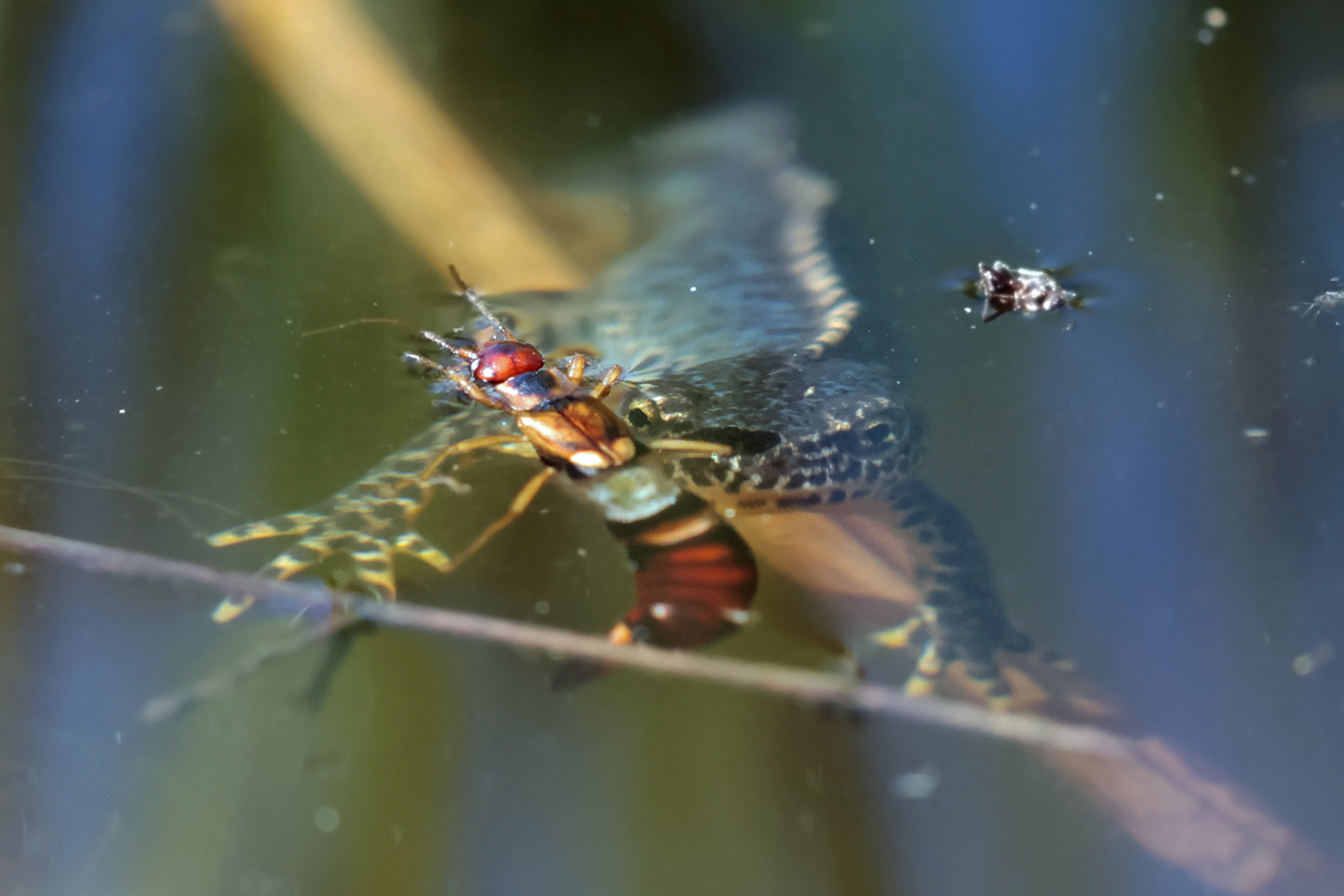 Die Gefahr lauert unter Wasser