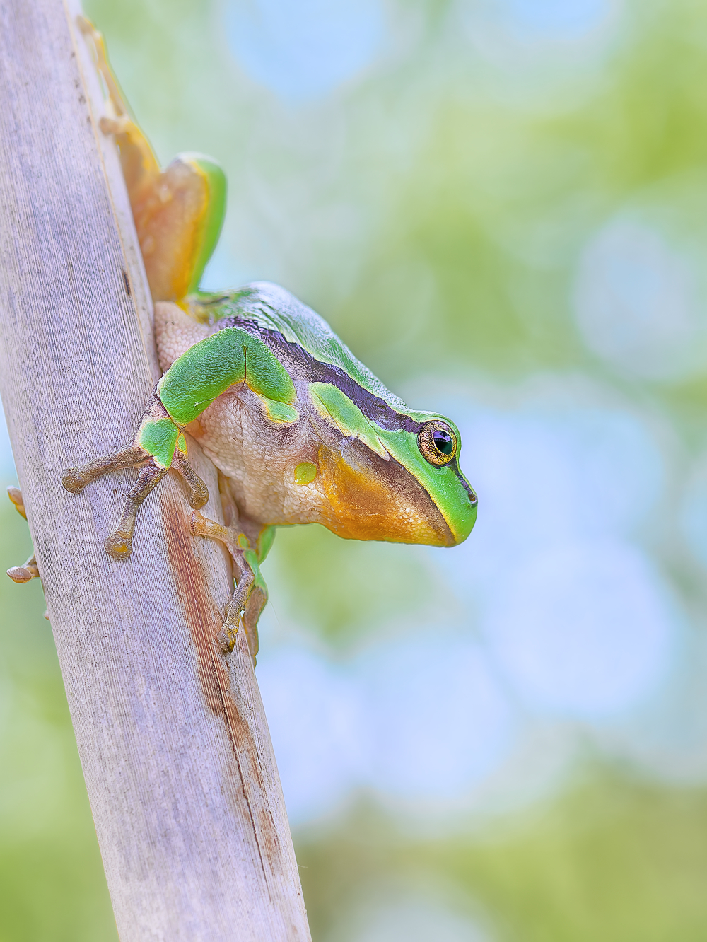 Hyla arborea