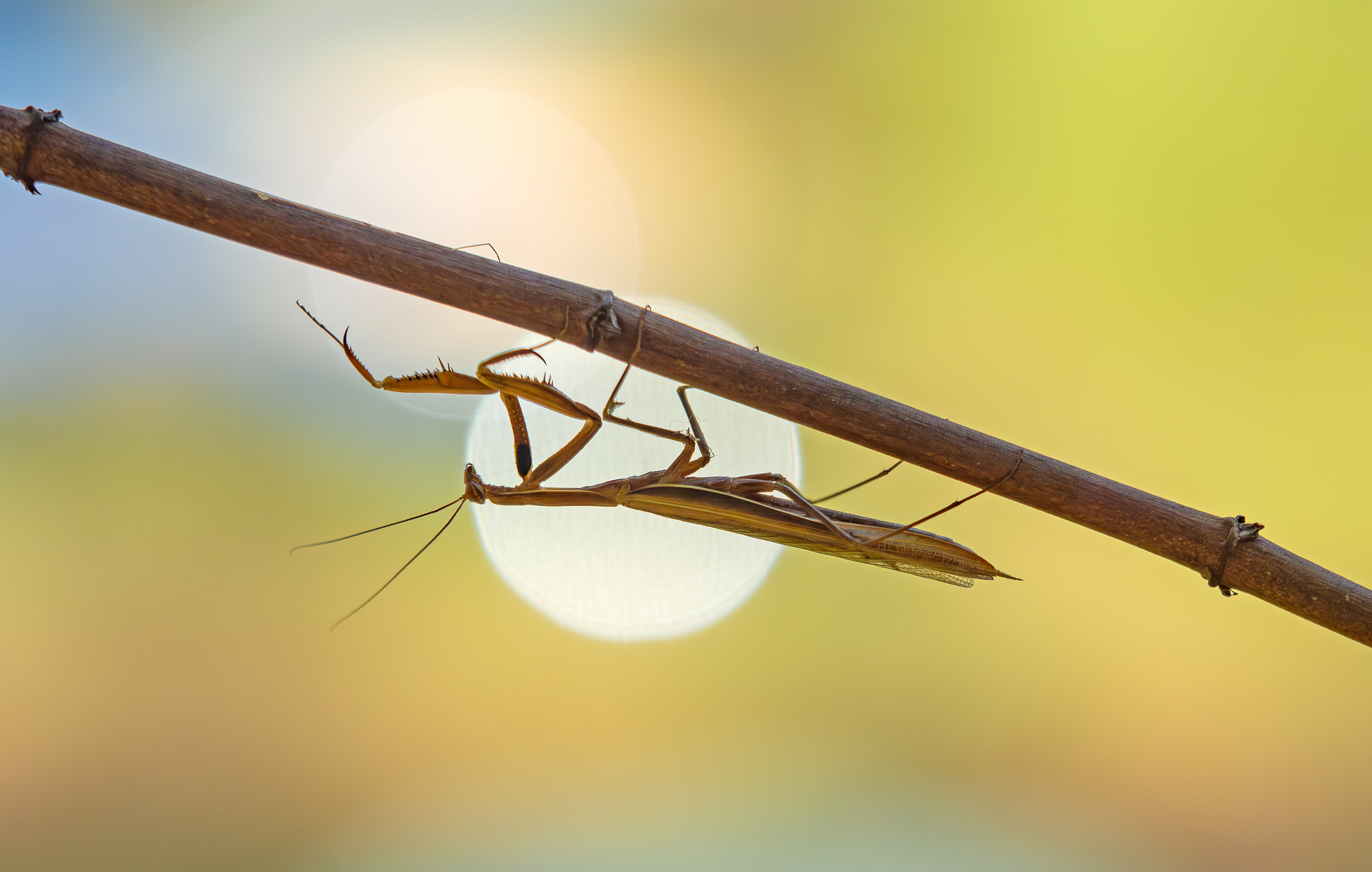Mantis