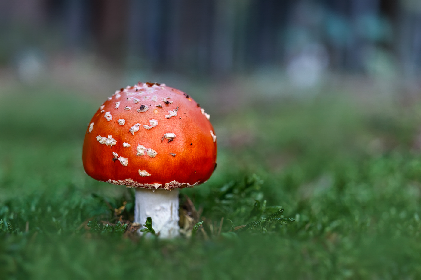 Ein Fliegenpilz ...