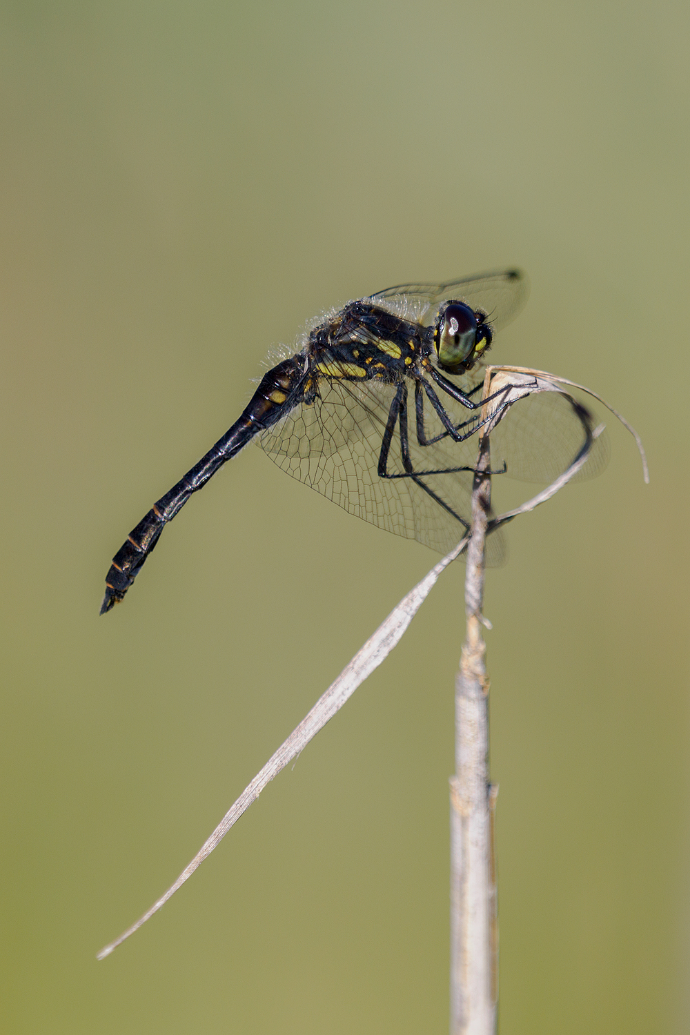 39b: Schwarze Heidelibelle (Männchen)