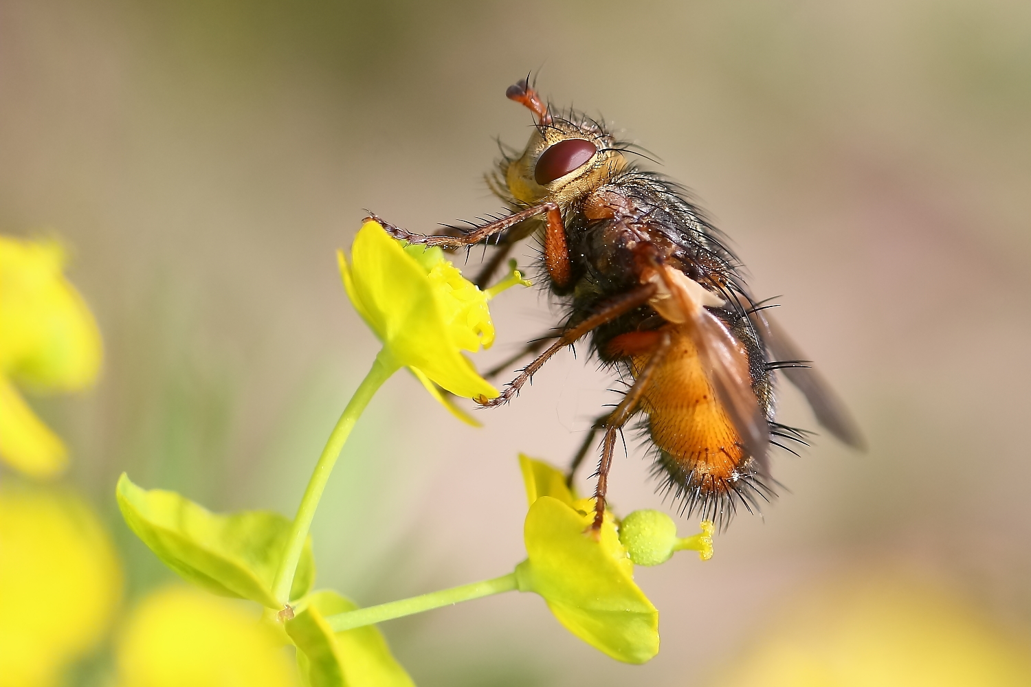 Igelfliege