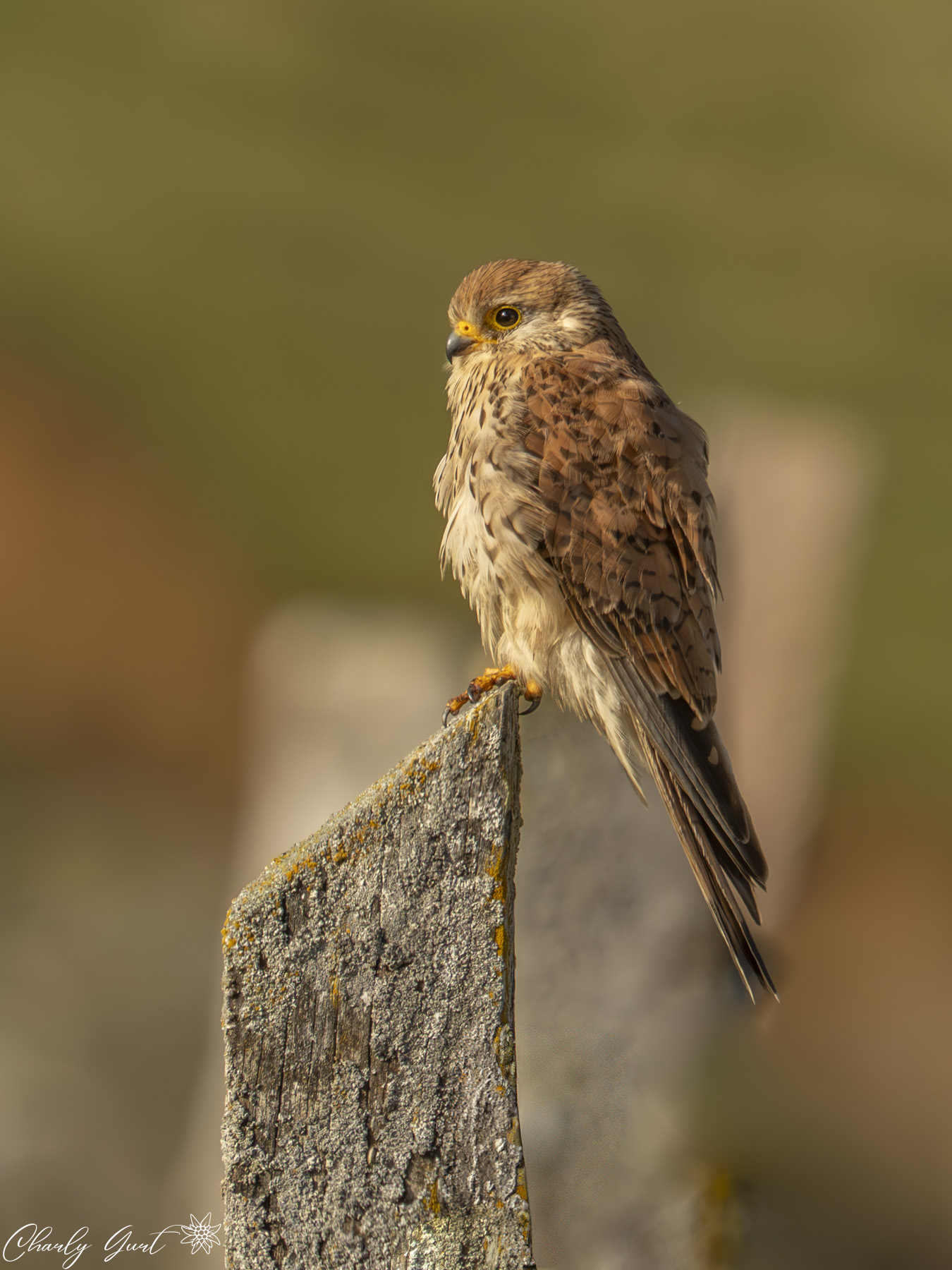 Turmfalke