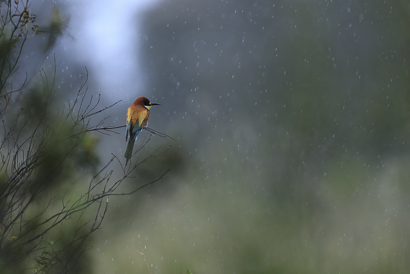 Bienenfresser – Merops apiaster