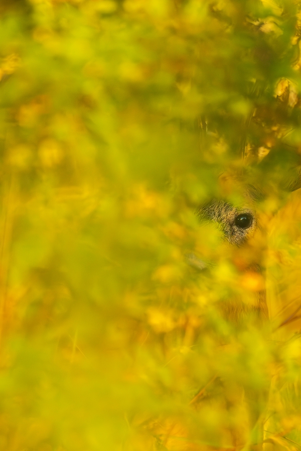"...Durchblick..."