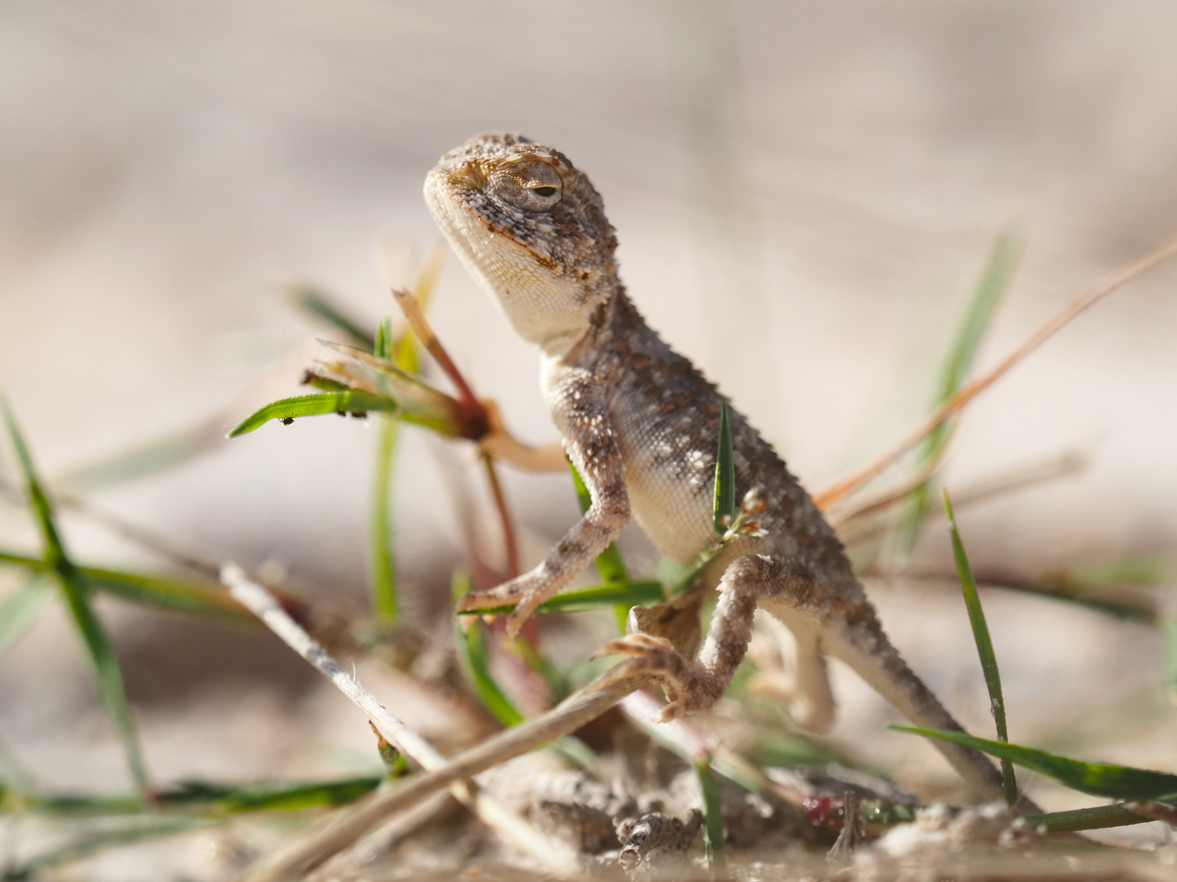 Agama aculeata