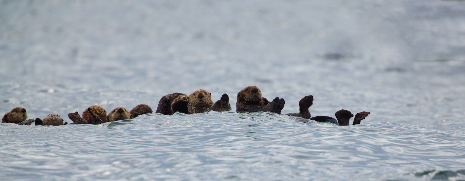 Sea Otter Line