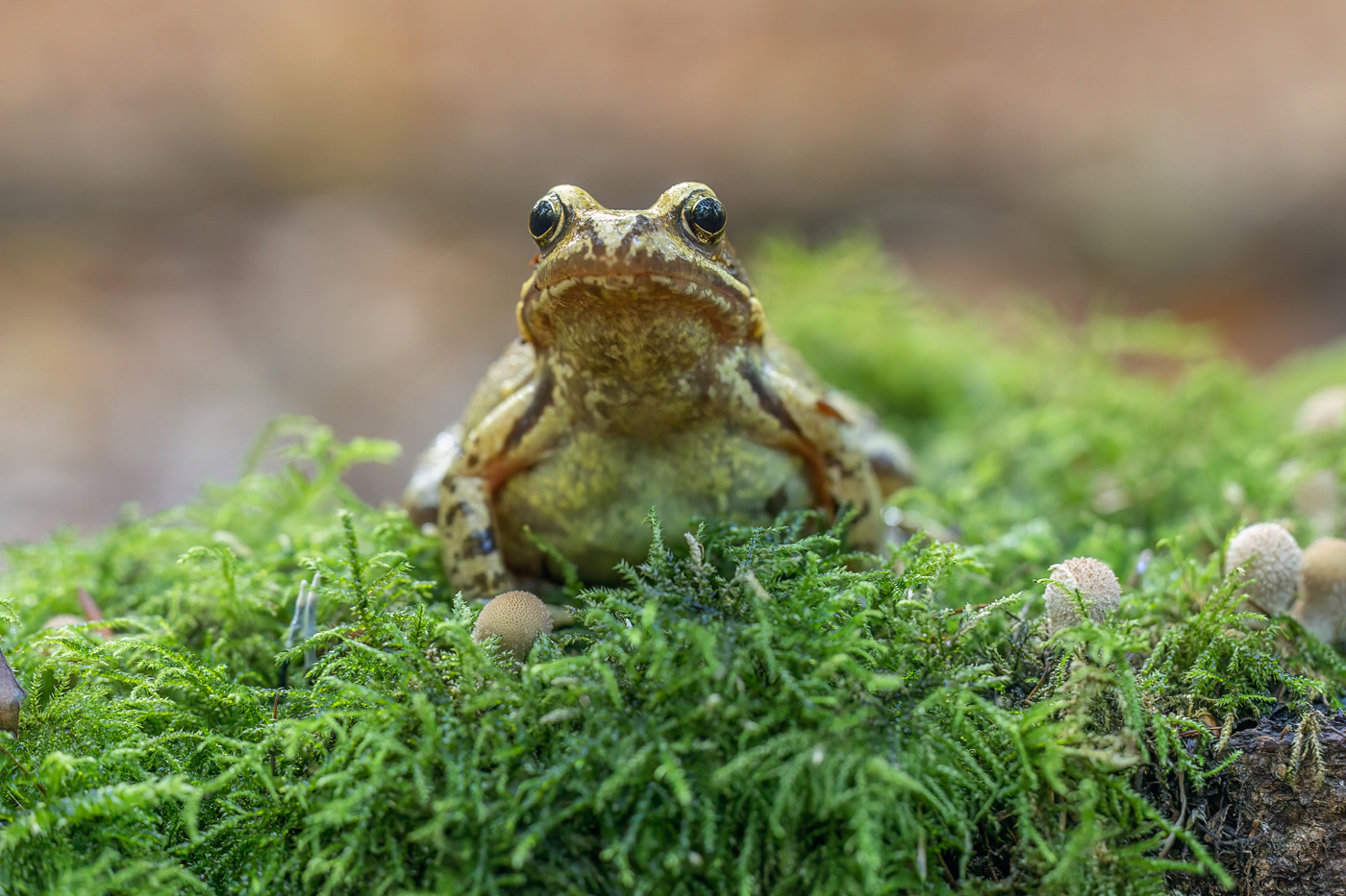 Junger Grasfrosch